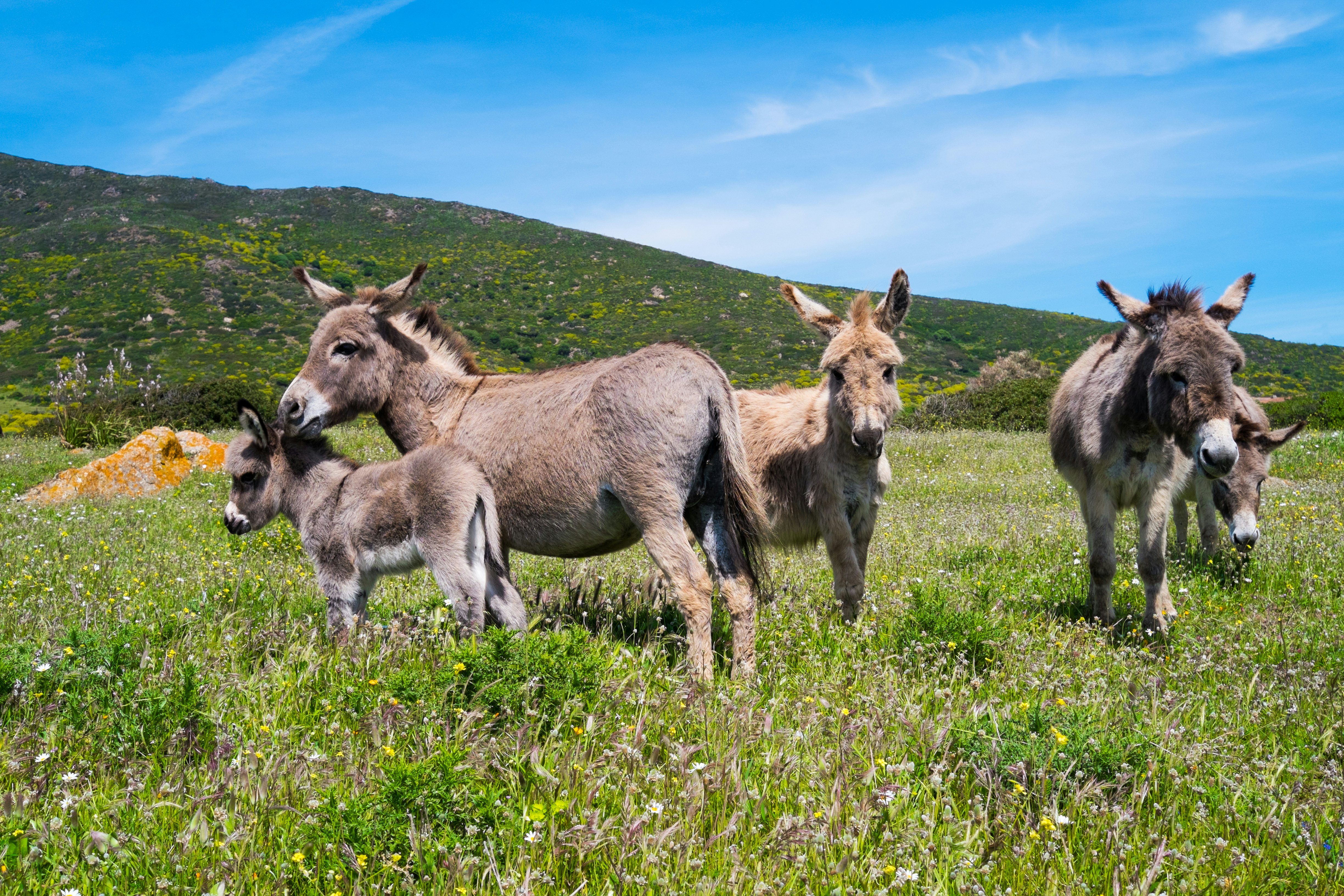Five Sardinian donkeys standing on the grass in Asinara.