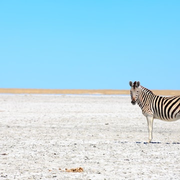 Zebras in The Great Salt Pans - Makgadikgadi and Nxai - Botswana, License Type: media, Download Time: 2025-08-27T09:28:42.000Z, User: clairenaylor, Editorial: false, purchase_order: 65050 - Digital Destinations and Articles, job: Online editorial, client: Kalahari guide, other: Claire Naylor