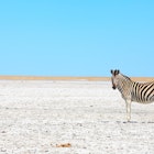 Zebras in The Great Salt Pans - Makgadikgadi and Nxai - Botswana, License Type: media, Download Time: 2025-08-27T09:28:42.000Z, User: clairenaylor, Editorial: false, purchase_order: 65050 - Digital Destinations and Articles, job: Online editorial, client: Kalahari guide, other: Claire Naylor