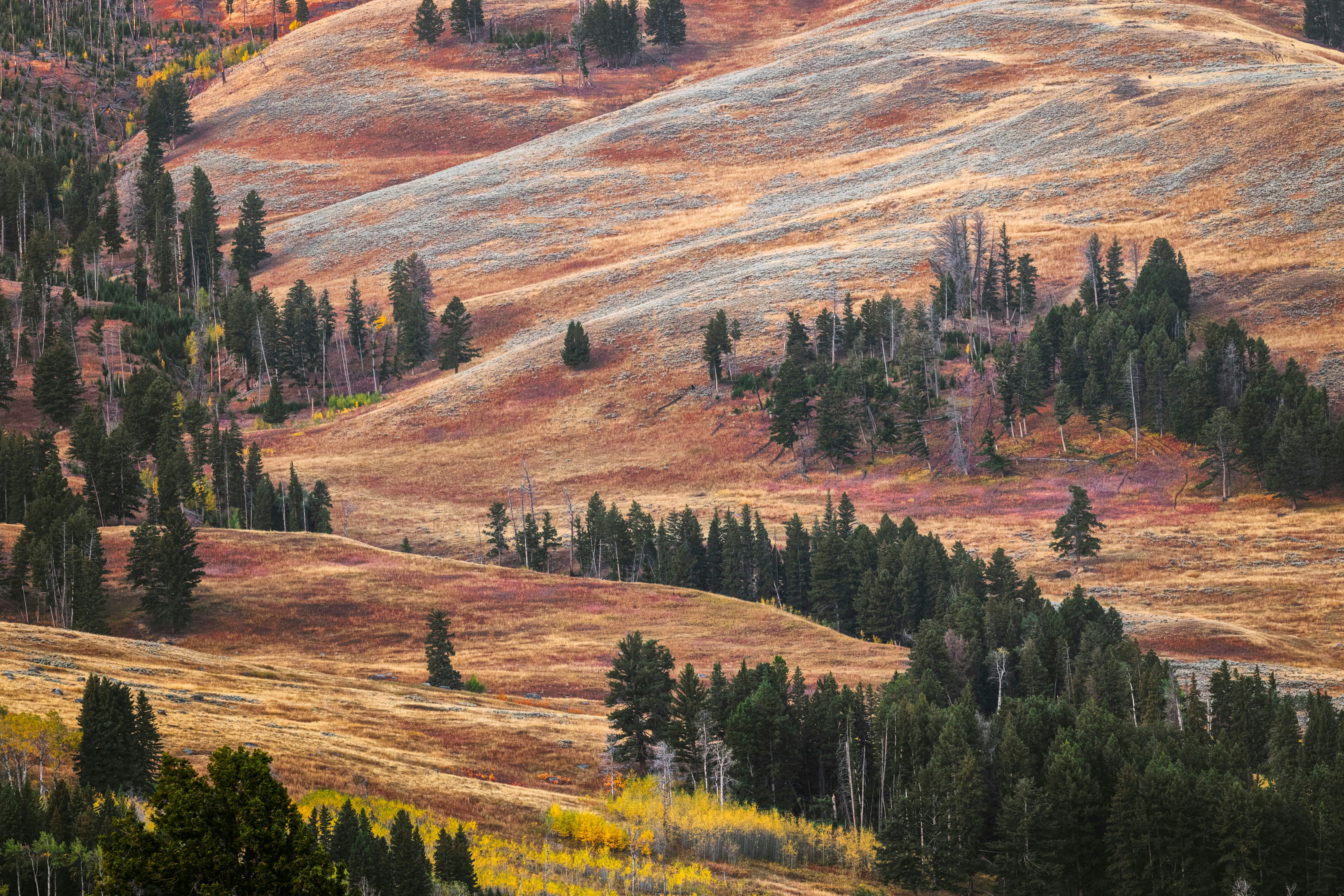 Rolling hills in colorful autumn display, Lamar Valley, Yellowstone National Park