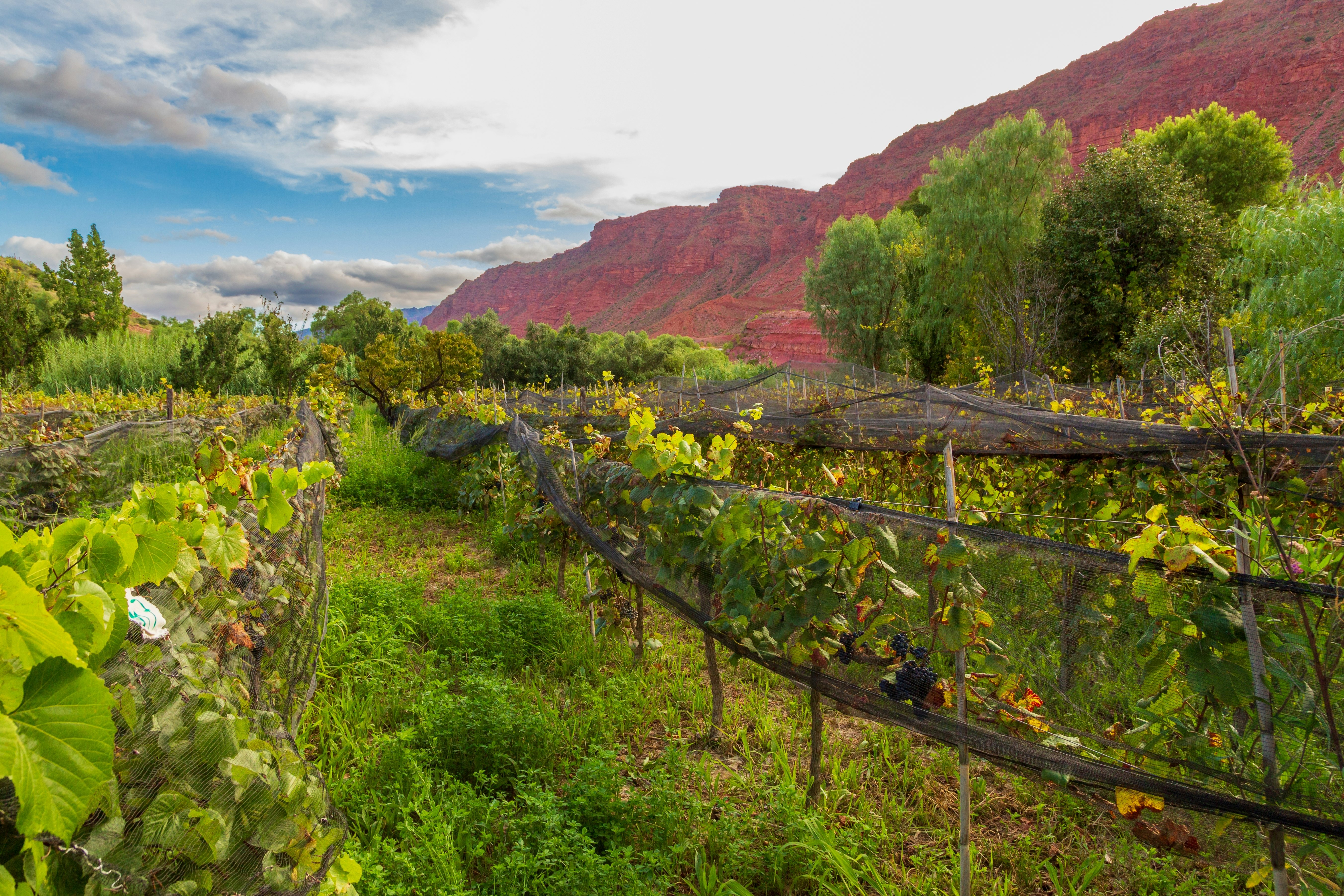 Vines in a row at the foot of a red-rock mountain peak.