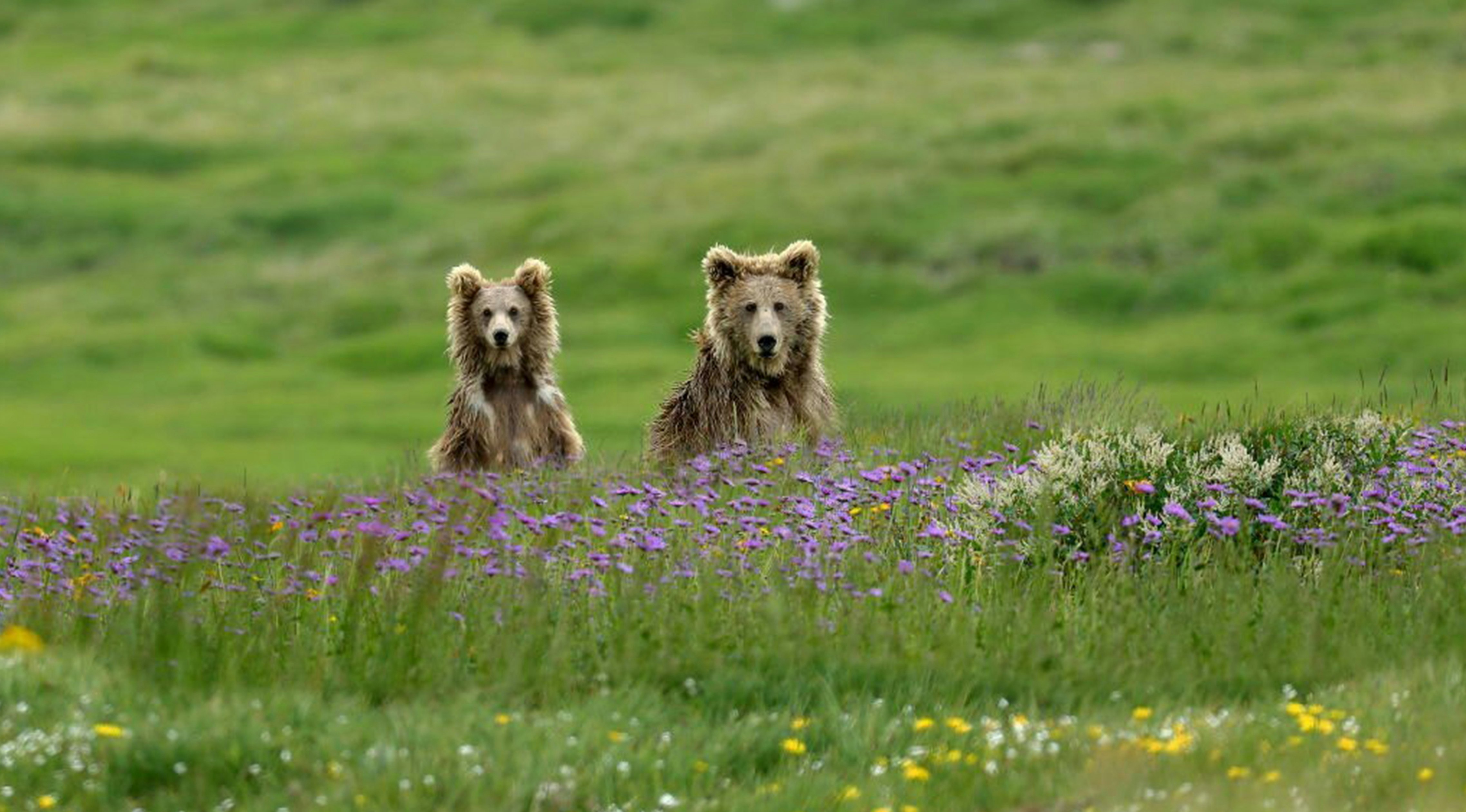 Two fluffy brown bears raise their heads above purple and yellow wildflowers.