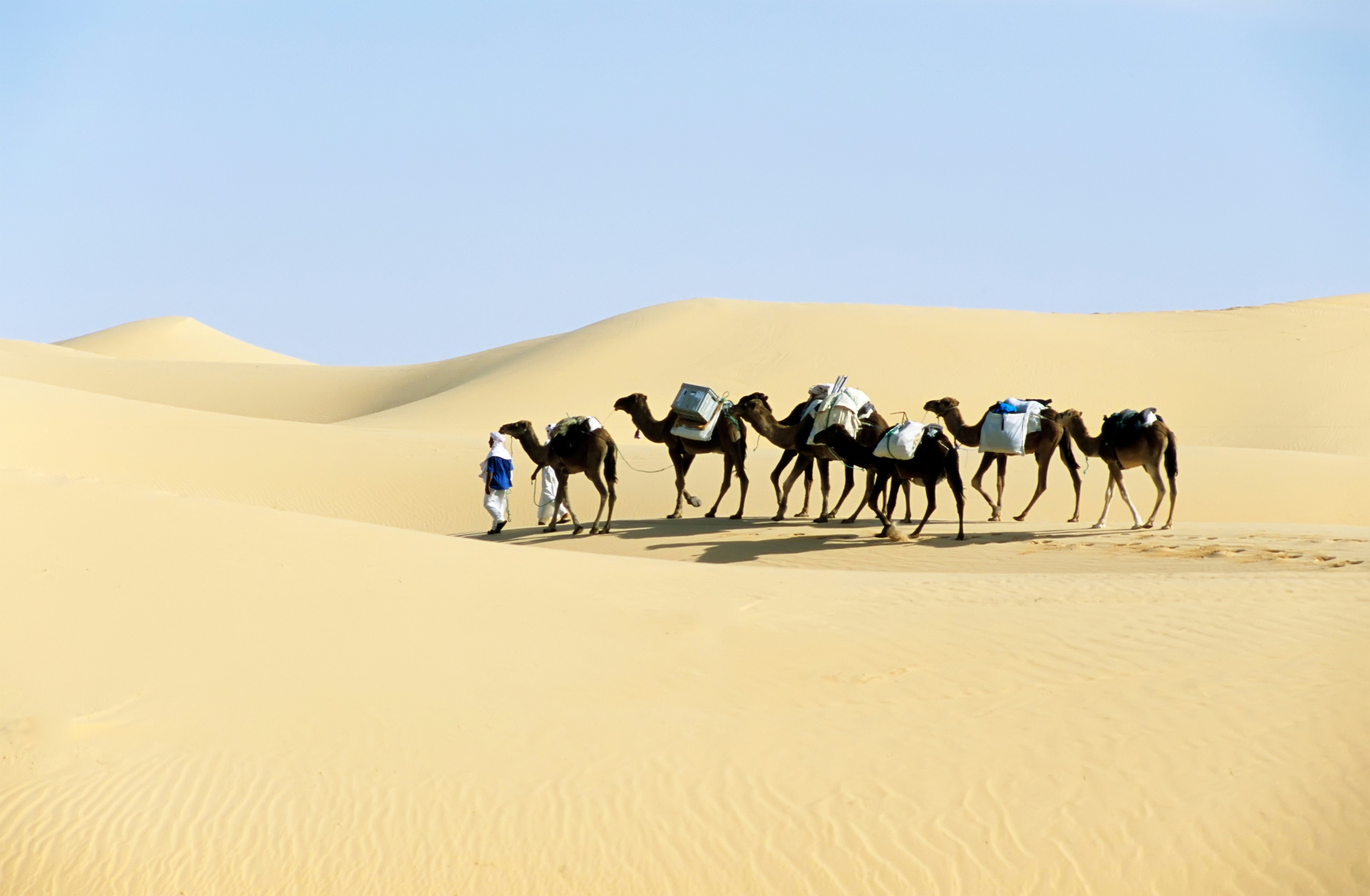 Camel caravan going through the sand dunes in the Sahara Desert in Algeria.