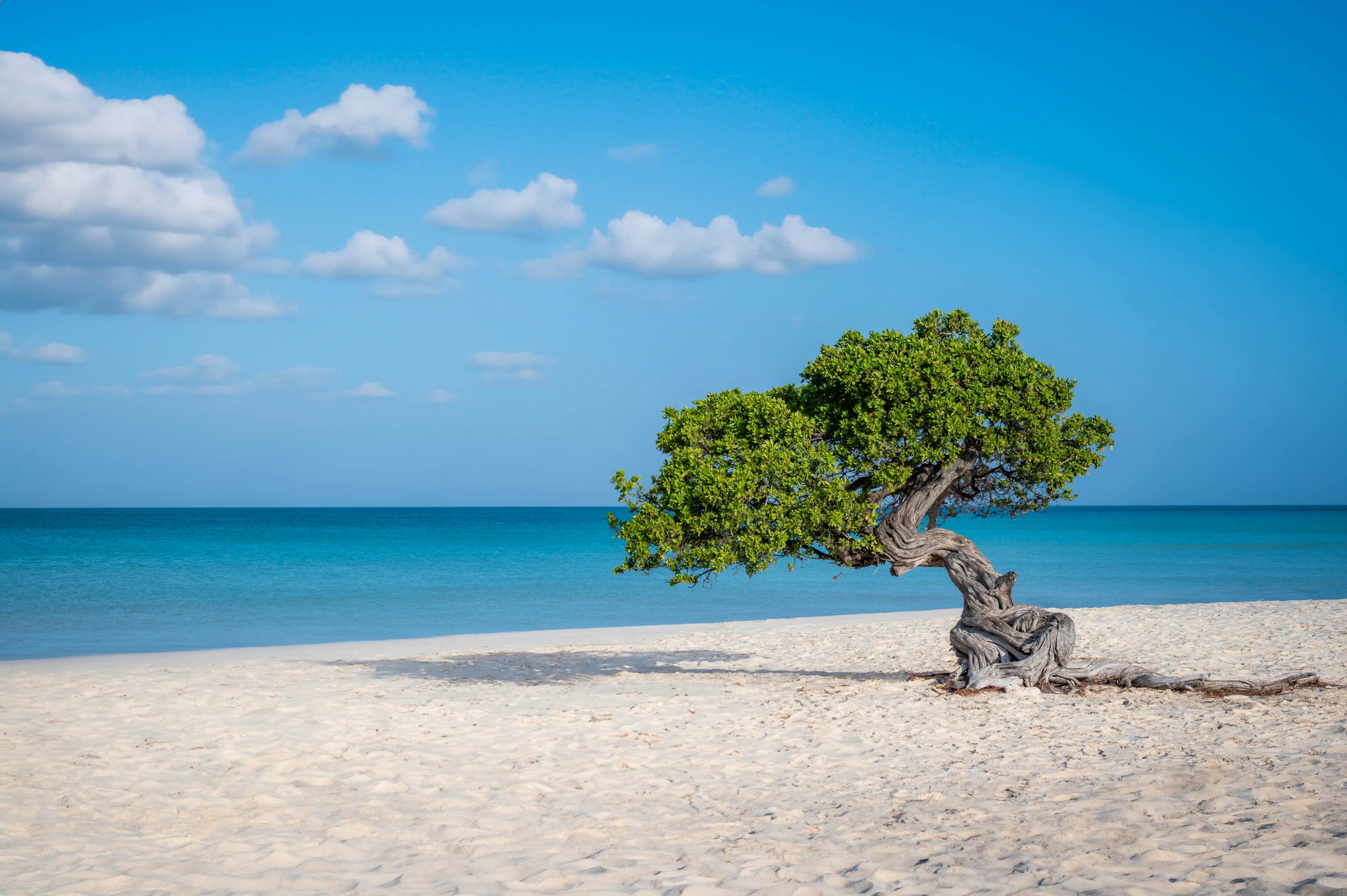 Fofoti tree (Divi Divi or Watapana tree) on Eagle Beach, Aruba