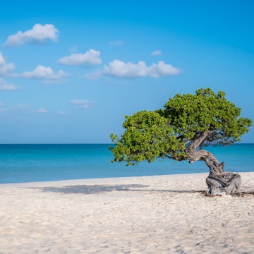 Fofoti tree (Divi Divi or Watapana tree) on Eagle Beach, Aruba's natural compass pointing southwestern due to the trade winds that blow across the Caribbean island from the north-east (February 2024), License Type: media, Download Time: 2025-07-15T18:21:02.000Z, User: dorota_littlerobindesign, Editorial: false, purchase_order: 56530 - Guidebooks, job: Global Publishing WIP, client: Experience Aruba 1, other: Dorota Michalec