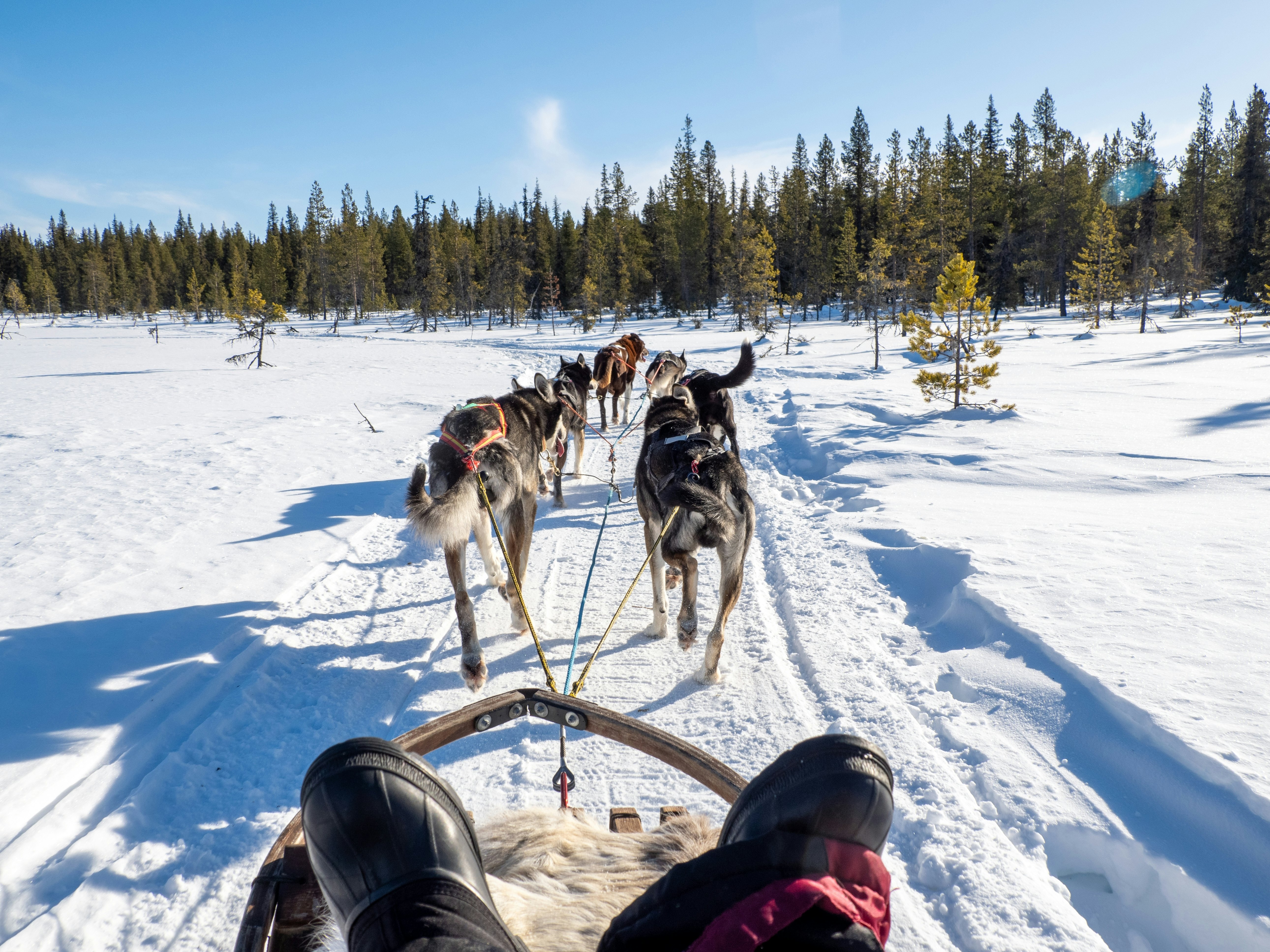 Dogs pull a sled through the snow; the perspective is from the sled's passenger, whose feet are visible in the foreground.
