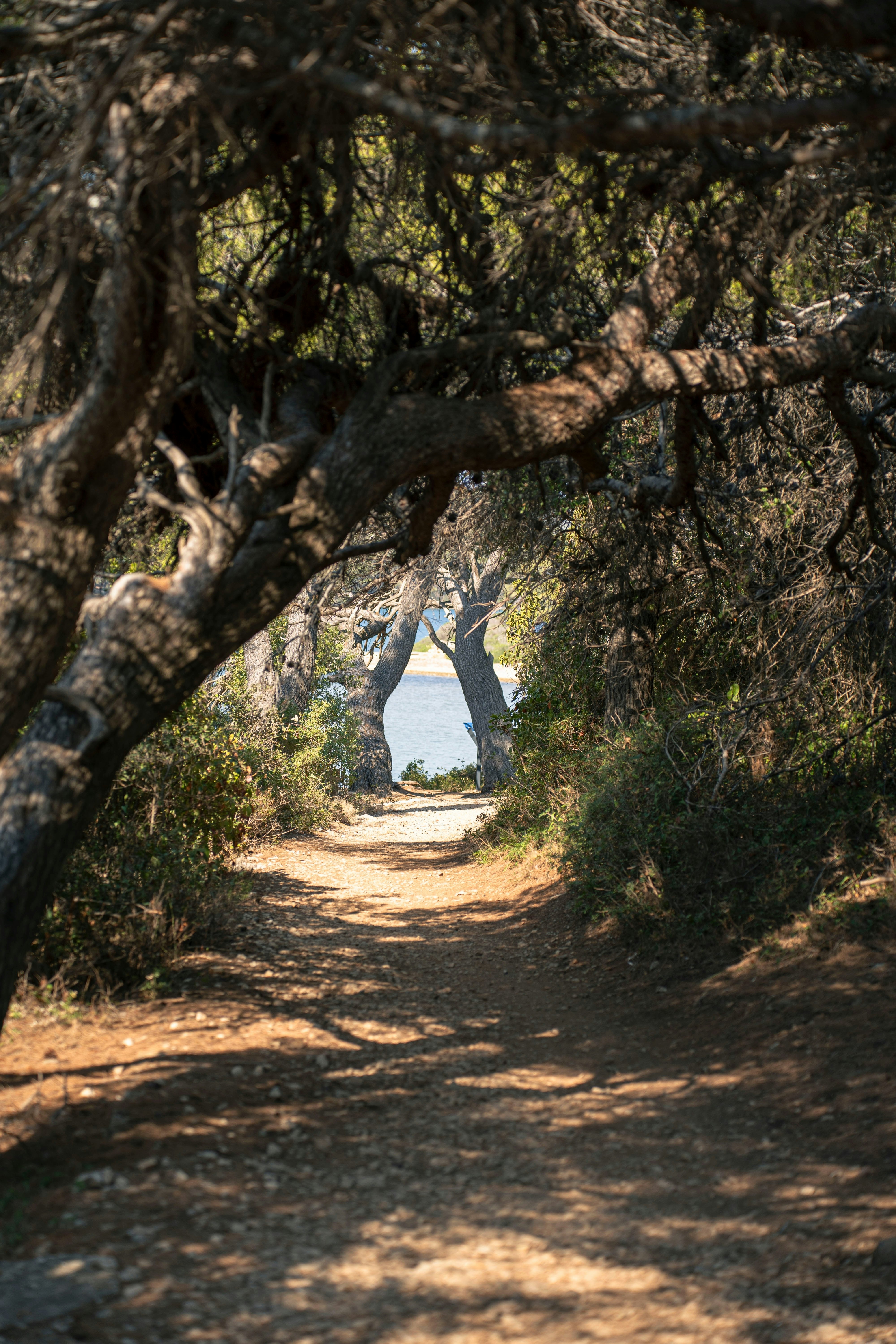 Trees on an island