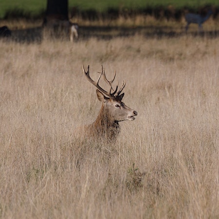 The head of a stag with antlers sticking out of high brown grass on an overcast day.