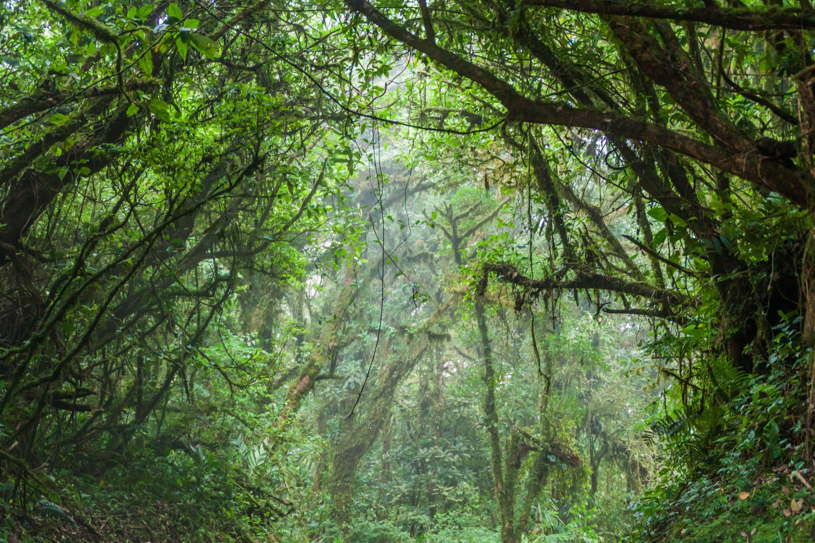 Cloud forest of Reserva Biologica Bosque Nuboso Monteverde, Costa Rica