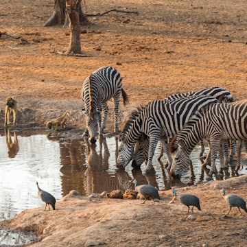 Groups of yellow baboons, zebras and guinea fowl sharing a waterhole in Majete Wildlife Reserve in Malawi.
1212675535
africa, african, animal, animals, baboon, drinking, fowl, group, guinea, guinea fowl, herbivore, herd, majete, majete wildlife reserve, malawi, mammal, national park, nature, park, reflection, reflections, reserve, safari, savanna, southern, southern hemisphere, southern malawi, stripes, sub saharan africa, sub-saharan, travel, water, water hole, waterhole, wild, wilderness, wildlife, yellow, yellow baboon, zebra, zebras