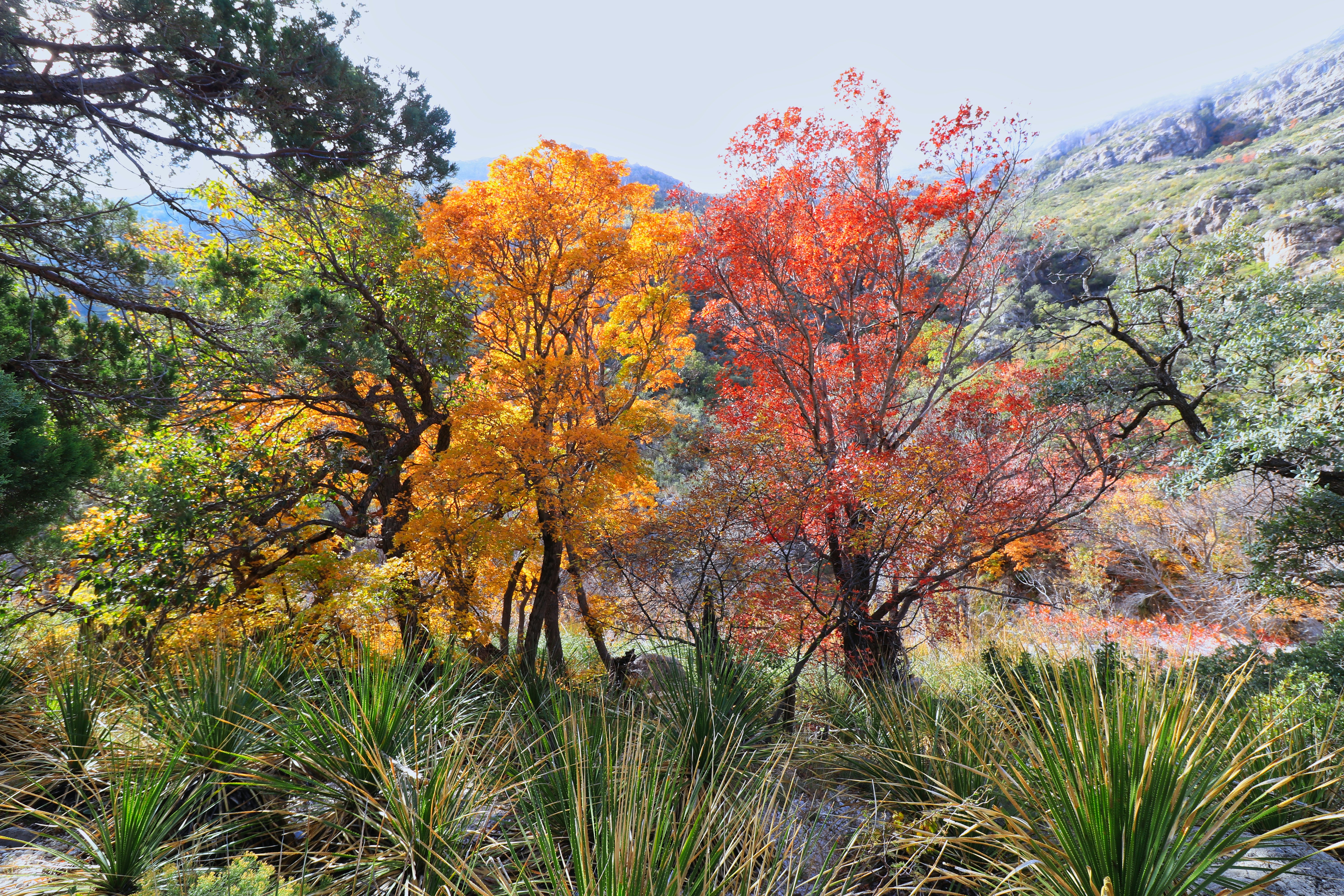 Guadalupe Mountains National Park