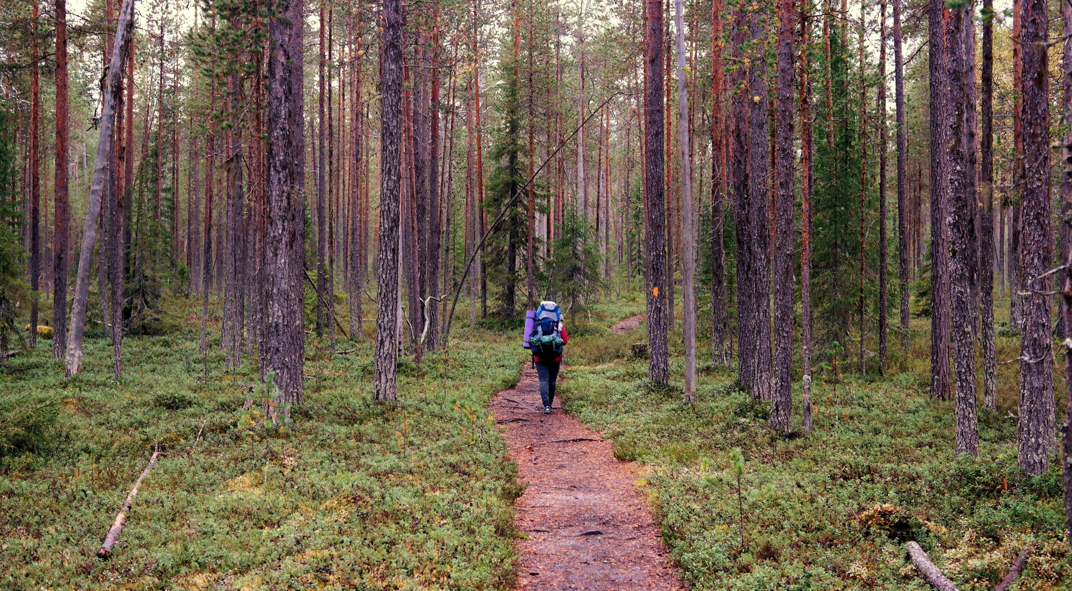 A hiker is seen from behind while walking on a dirt path through a forest in Finland.