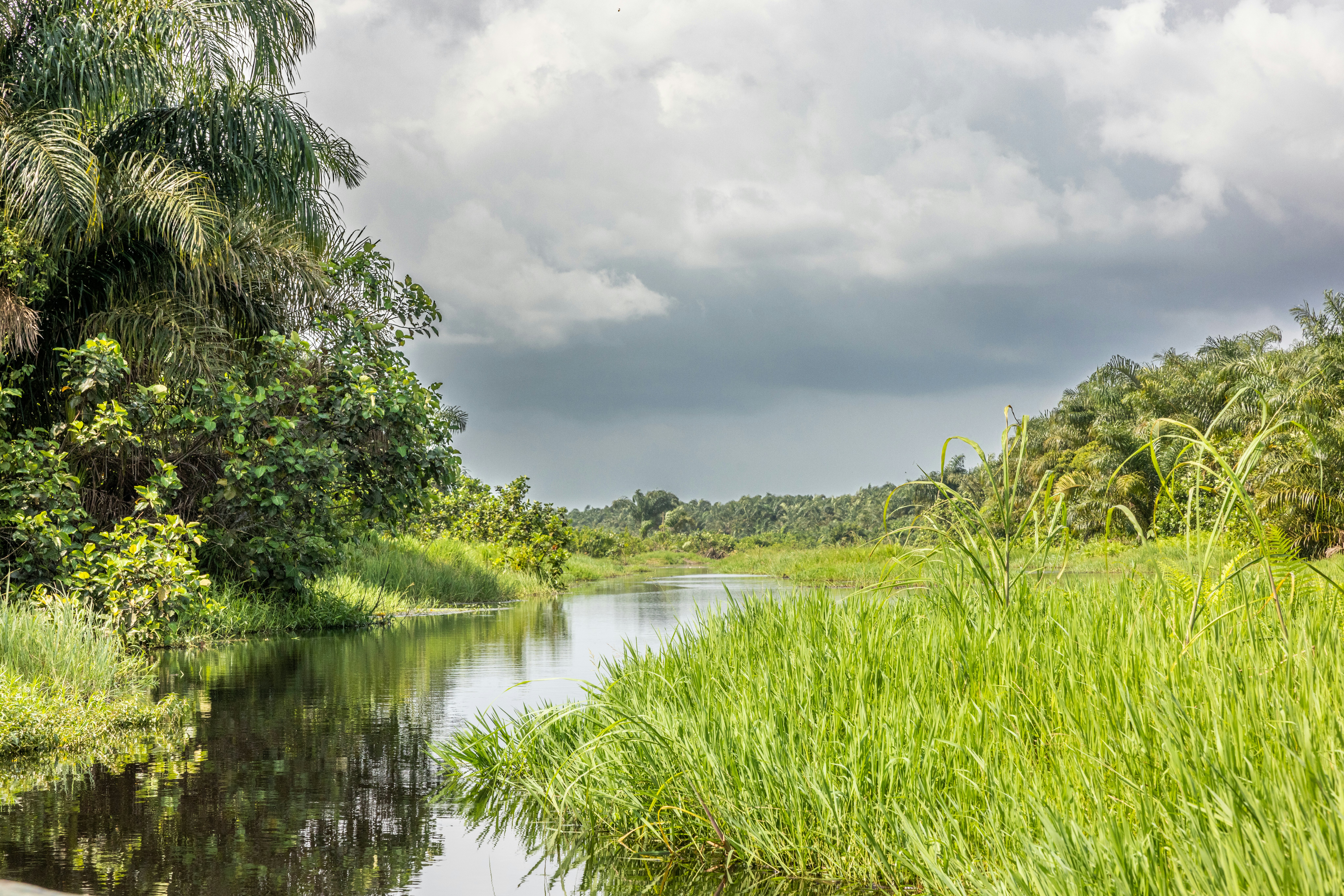 A view of grasses and a still channel of water with mangrove trees on either side.