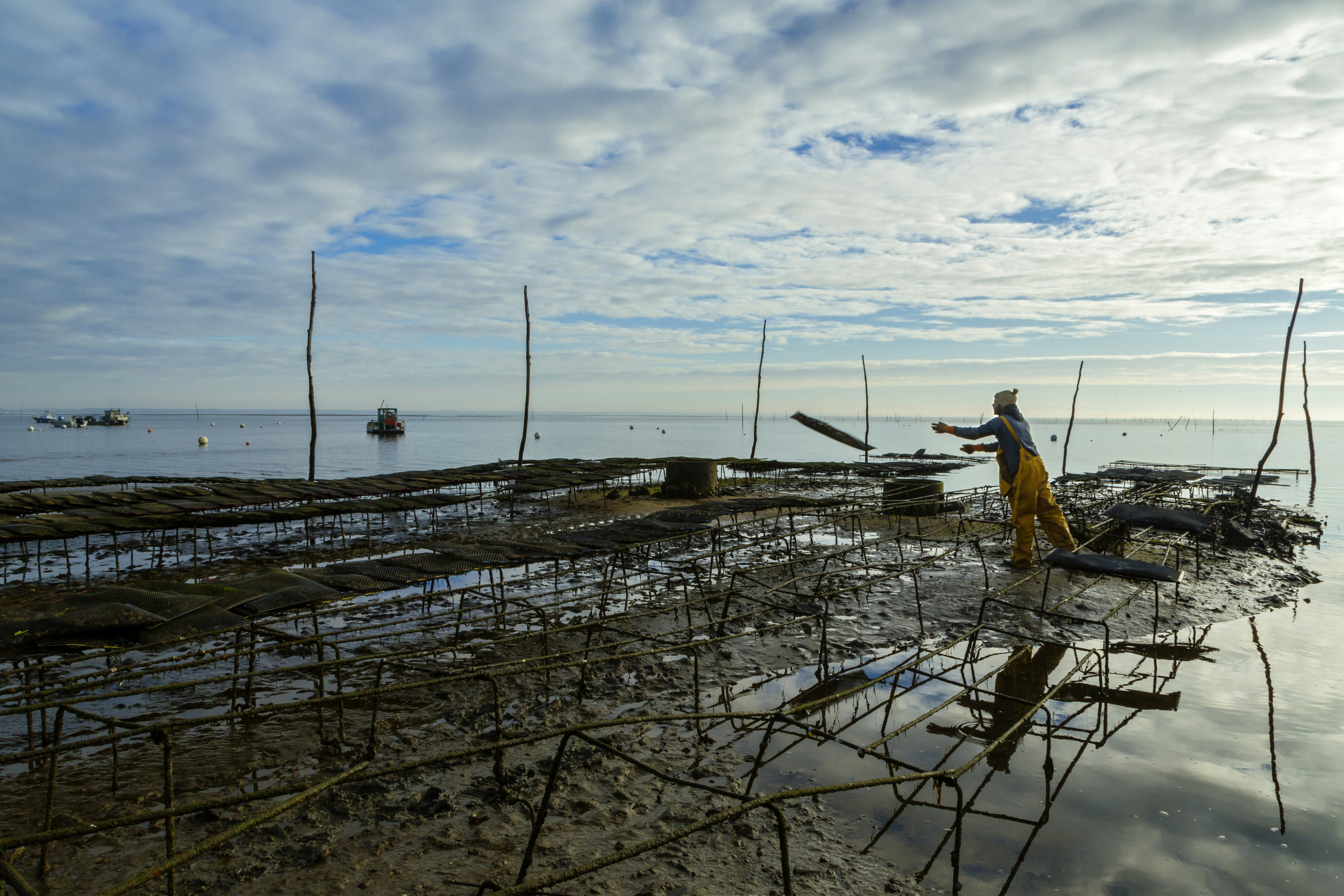 An oyster farmer wearing wet-weather gear works among a series of frames in the shallows of the ocean.
