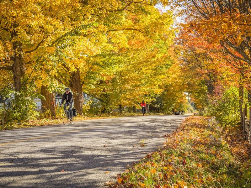 Cyclists ride along a road lined with yellow-leaved trees on a sunny autumn day.
