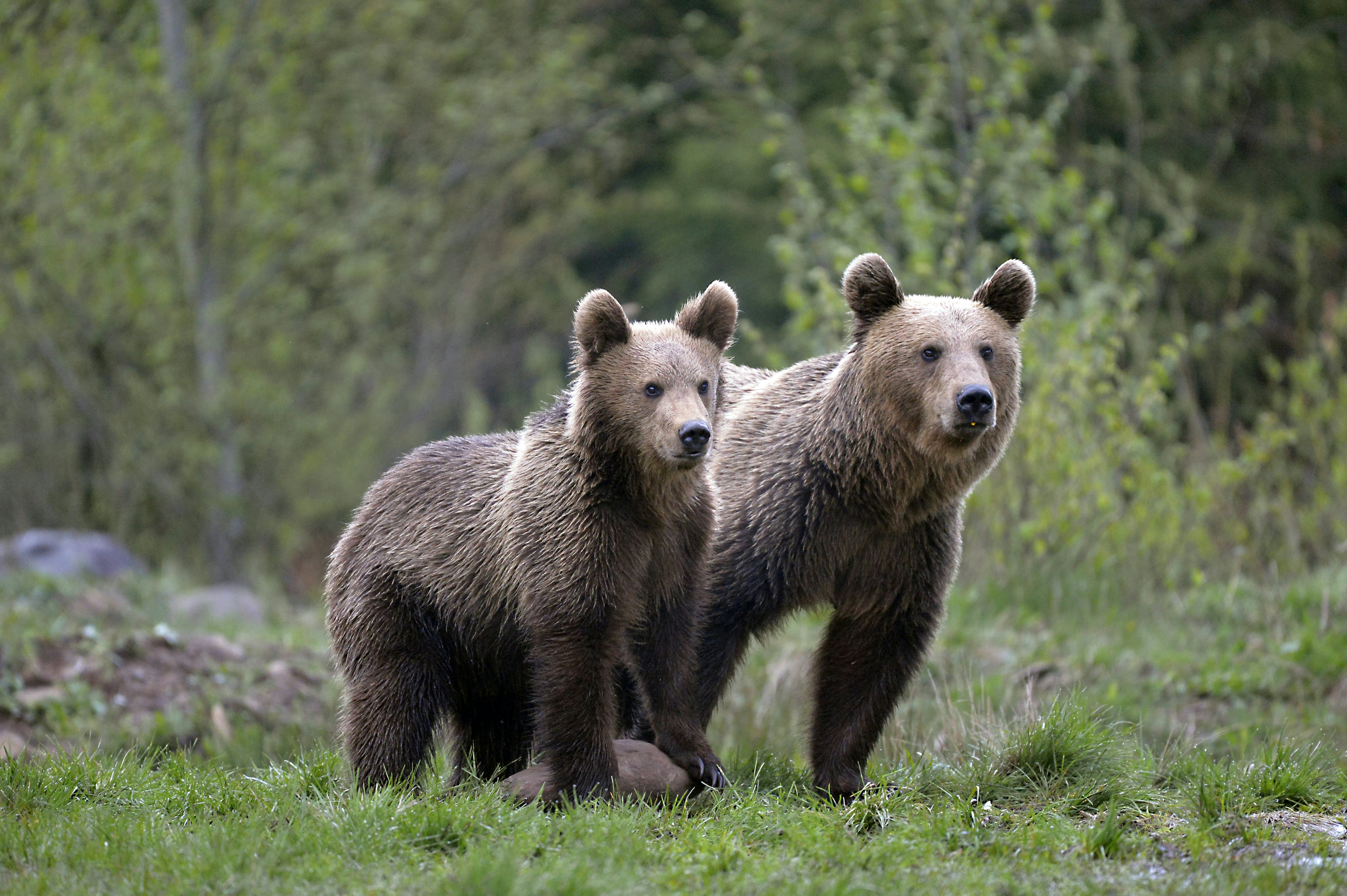 Two brown bears stand together at the edge of woodland.
