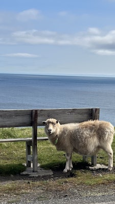 A sheep gazes at the camera with a bench and the ocean behind