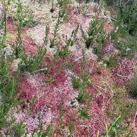Pink lichen grows on a rock in Torftavan, Faroe Islands.