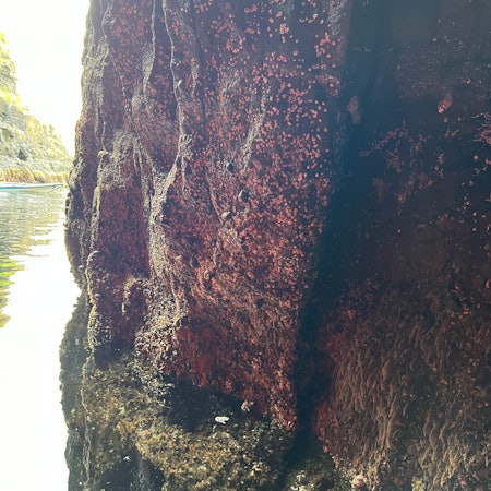 Red lichens grow on a cave wall