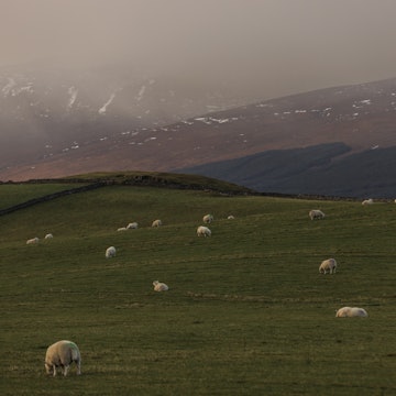 Lonely Planet Journeys - NC500
Lonely Planet, NC500, Ormerod, Robert Ormerod, Scotland, UK
sheep in a field near Eriboll church on the NC500.