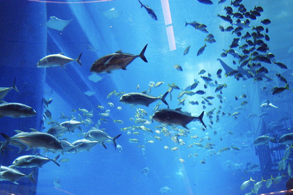 Fish swimming in a giant aquarium.