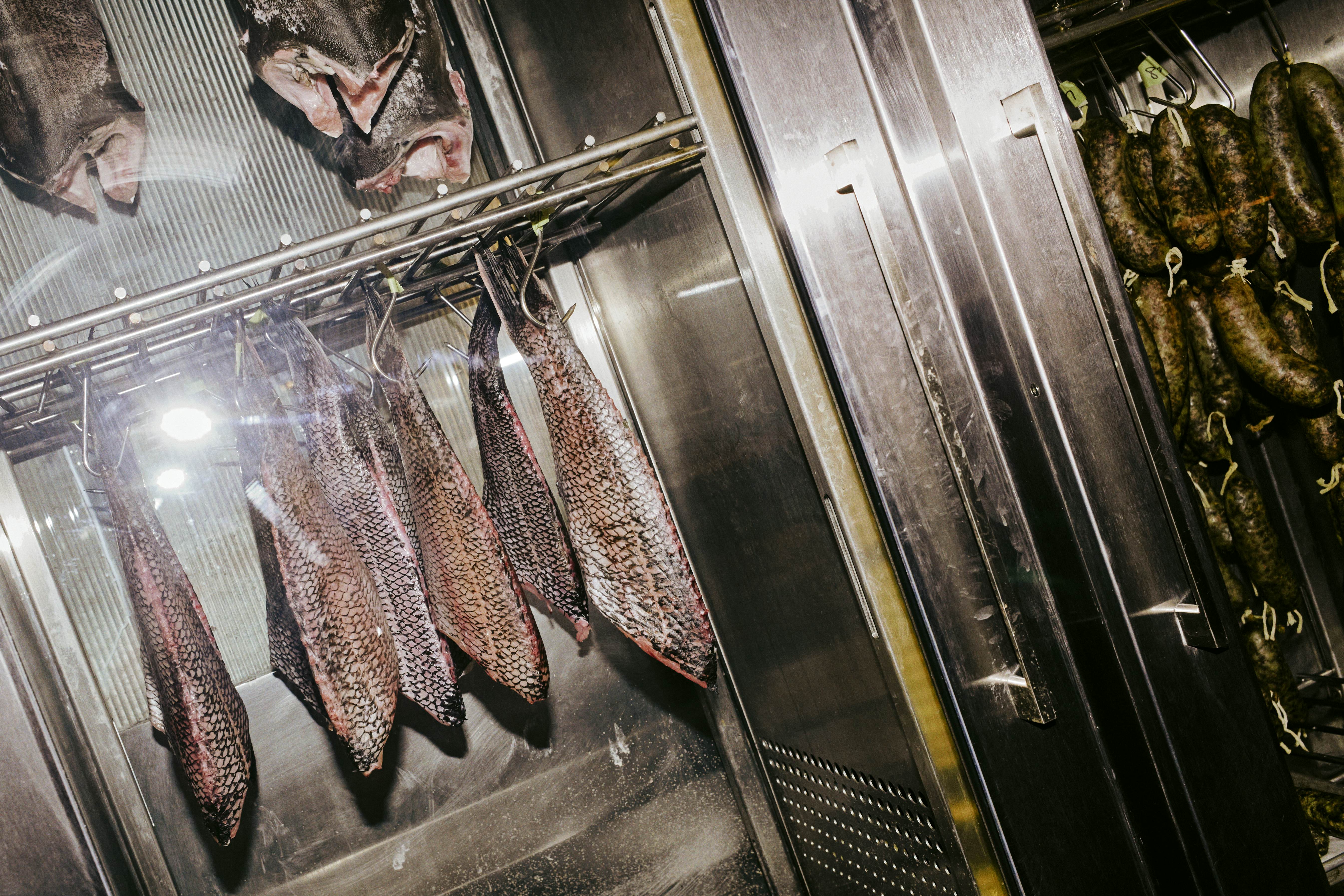 Black sea bass hang from steel racks in a steel refrigerator.