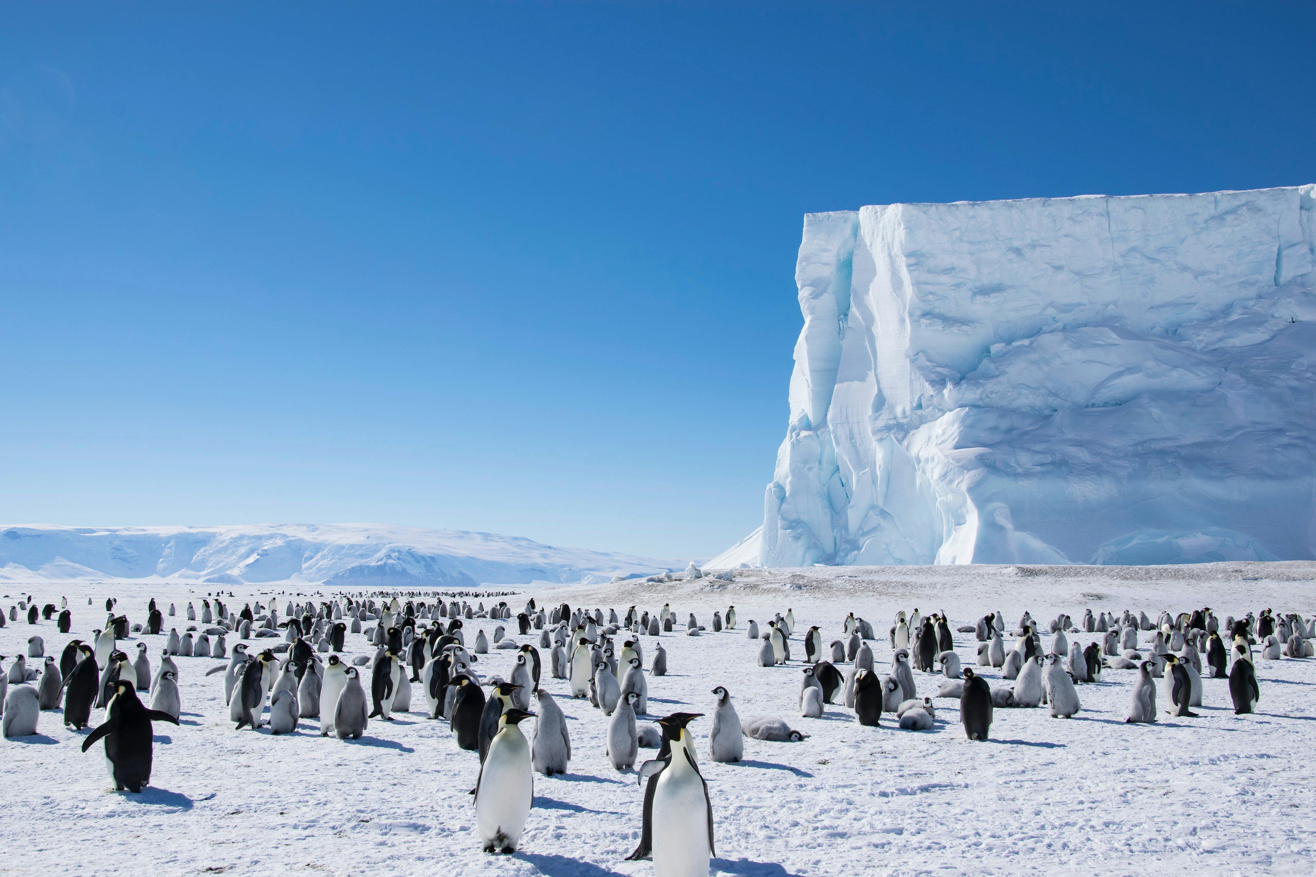 Emperor penguin colony next to a towering iceberg.