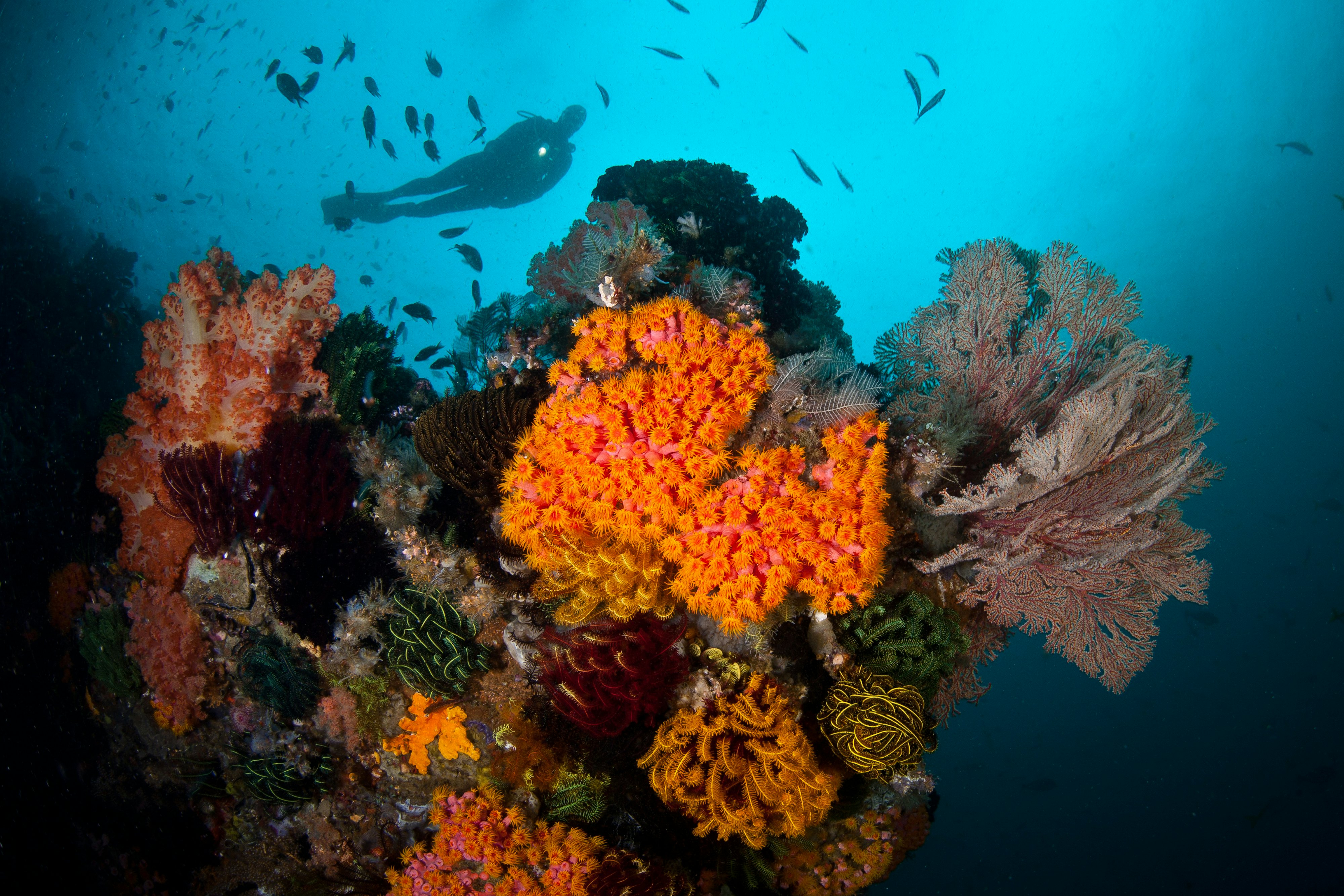 A diver explores a diverse coral reef off Komodo Island, Indonesia.