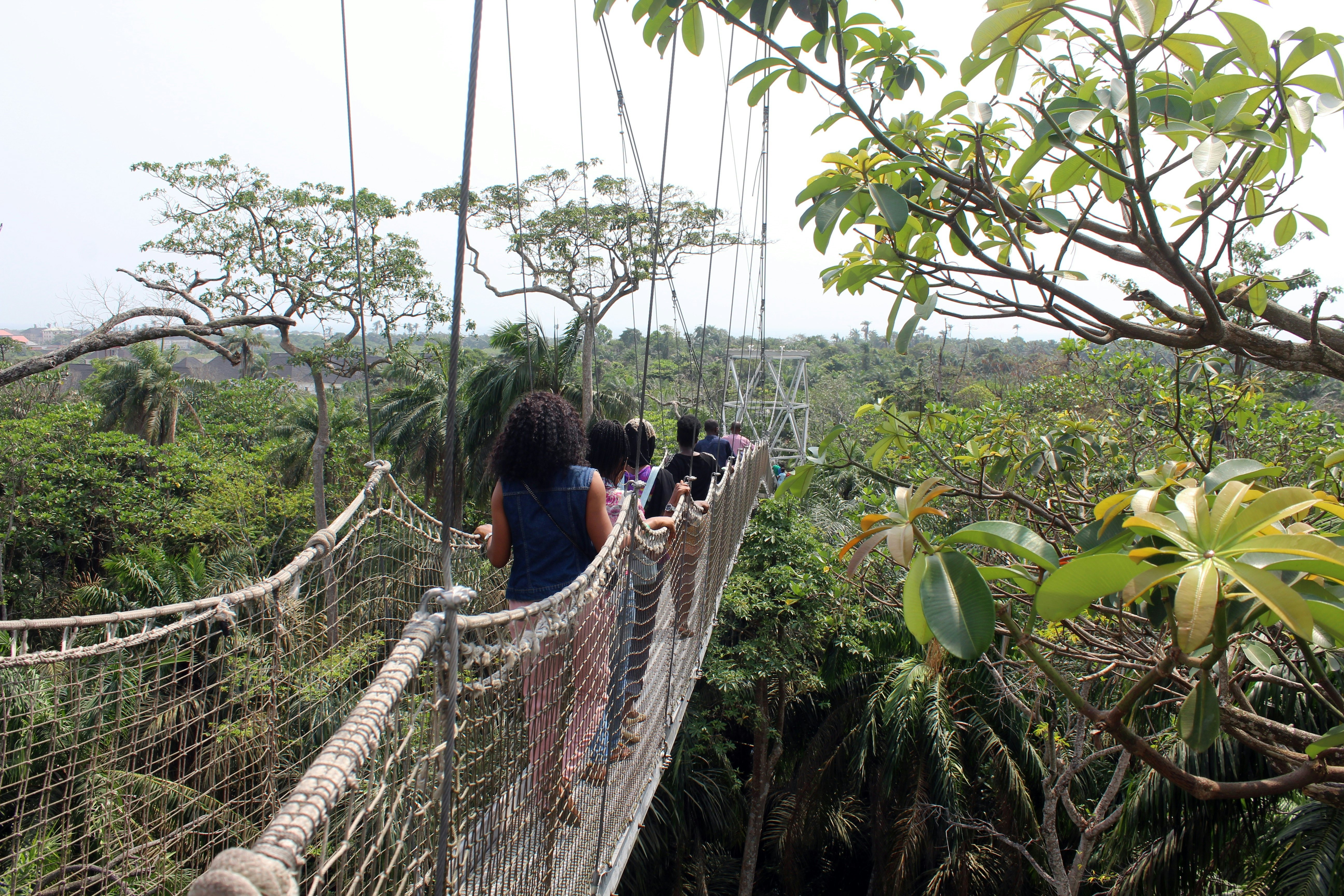 People are seen from behind walking down a narrow walkway supported by ropes through the canopy of a forest.