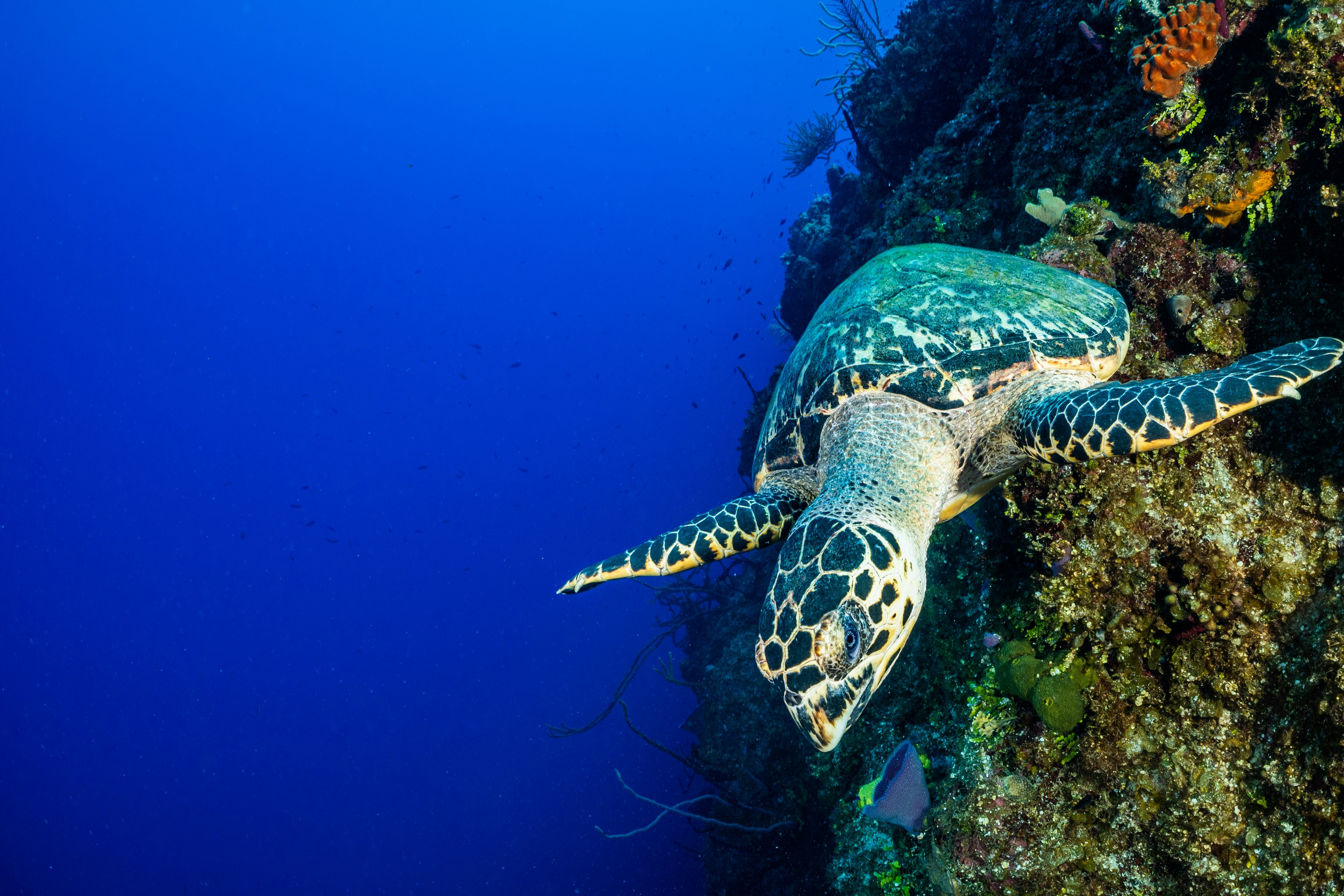 A hawksbill turtle shot against the wall in Little Cayman showing the vertical drop and the intense blue water