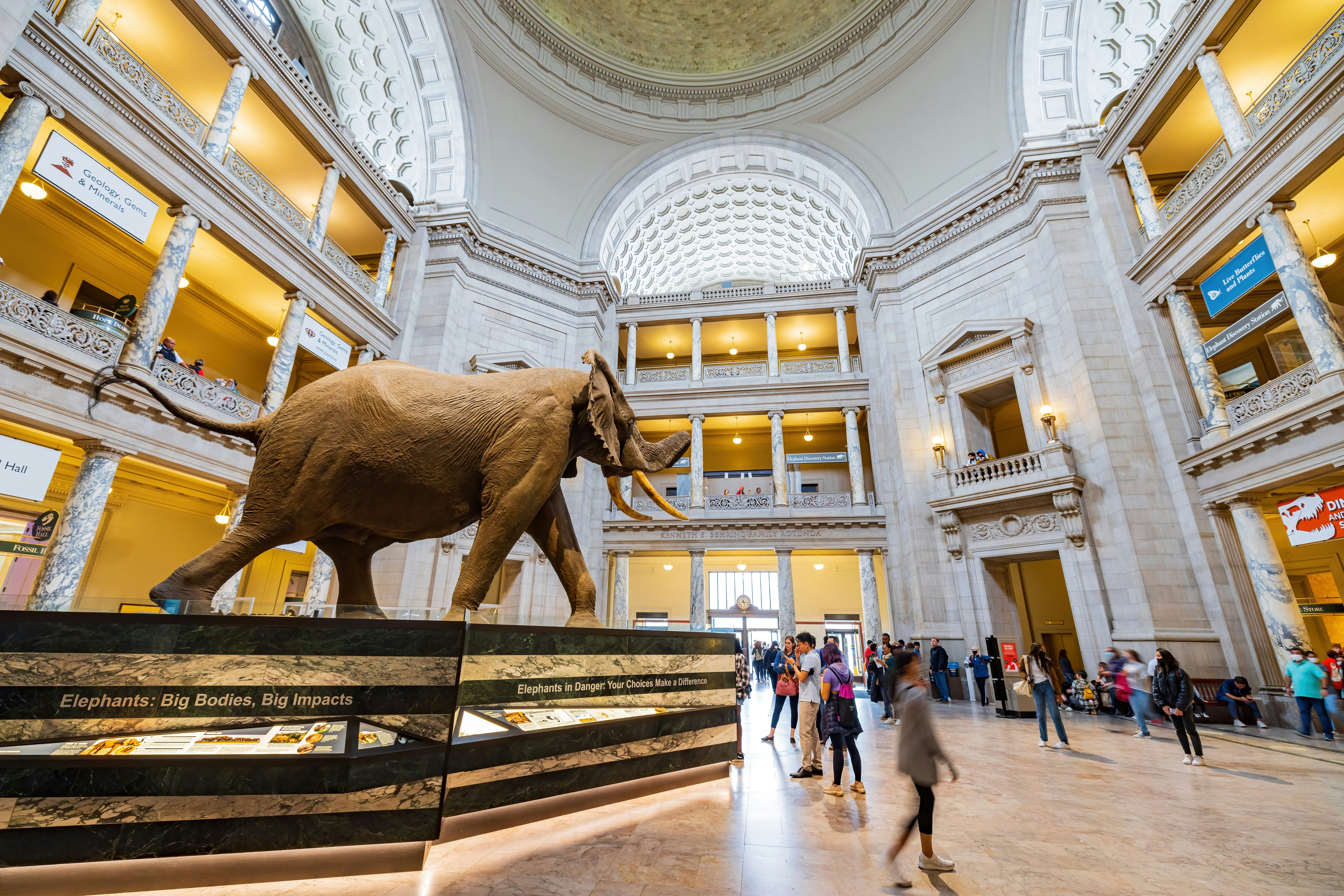 Interior view of the Smithsonian National Museum of Natural History
