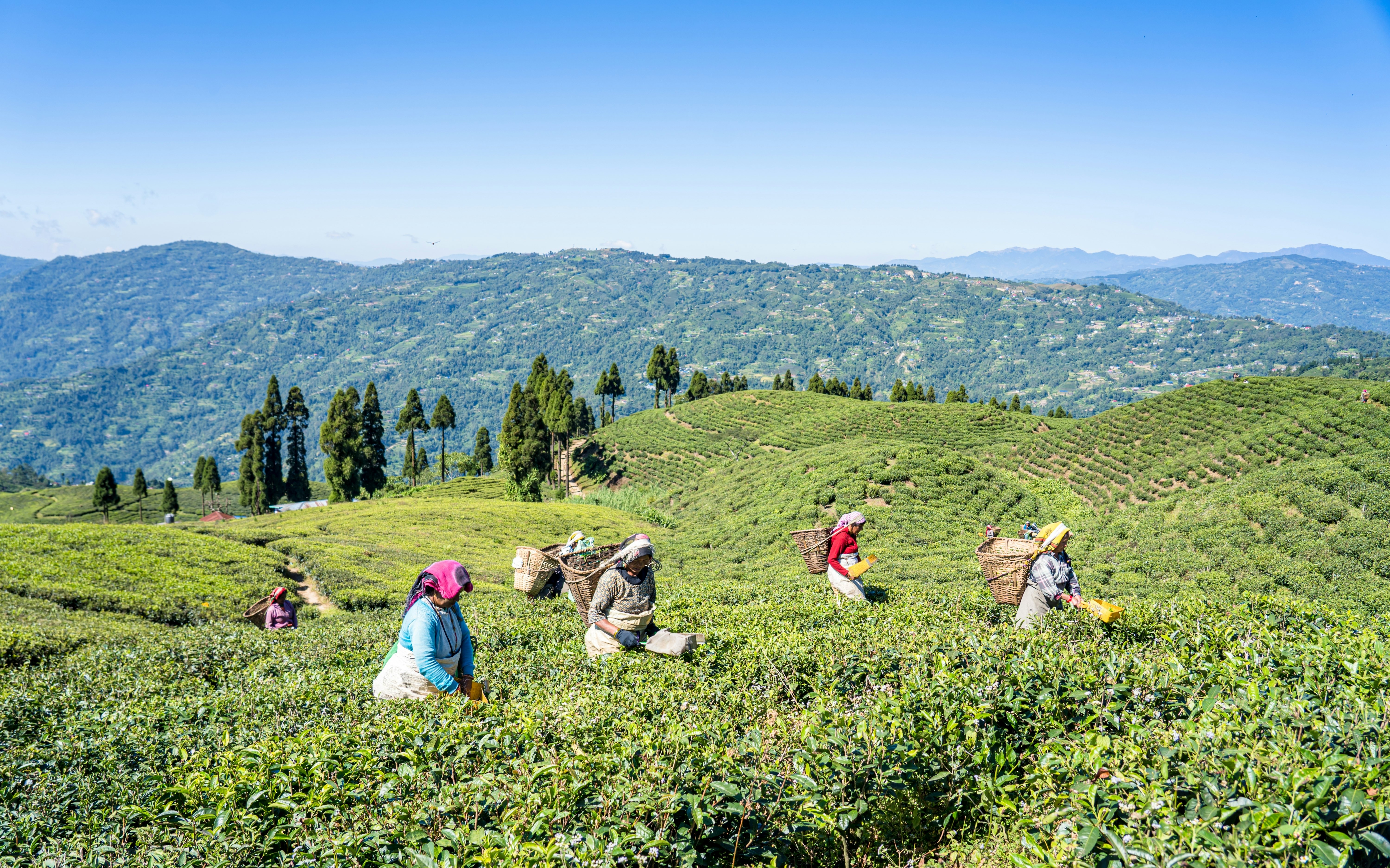 Women tea harvesters with baskets on their backs on a hilly tea estate in Nepal.