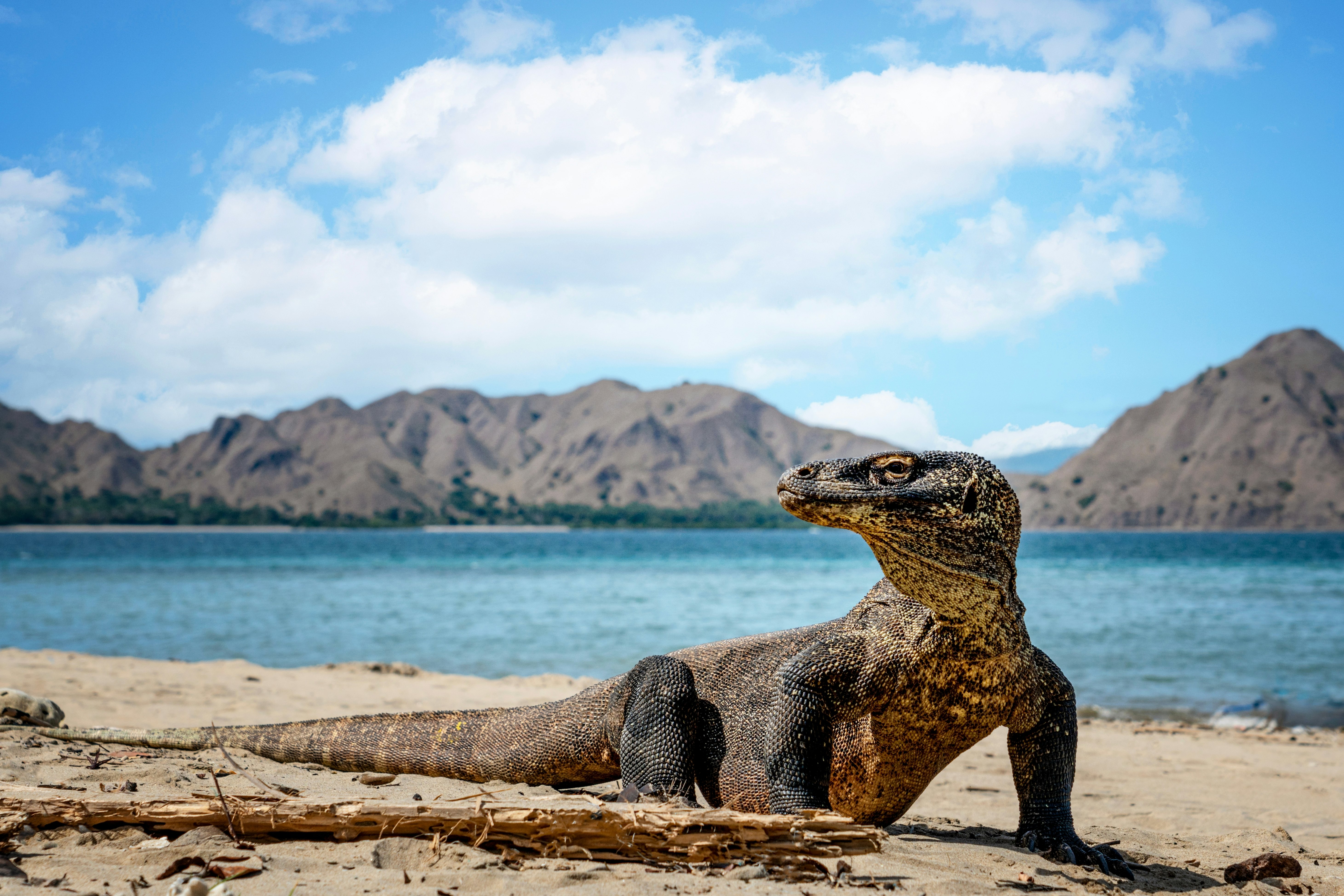 A Komodo dragon – a large lizard creature – on a beach.