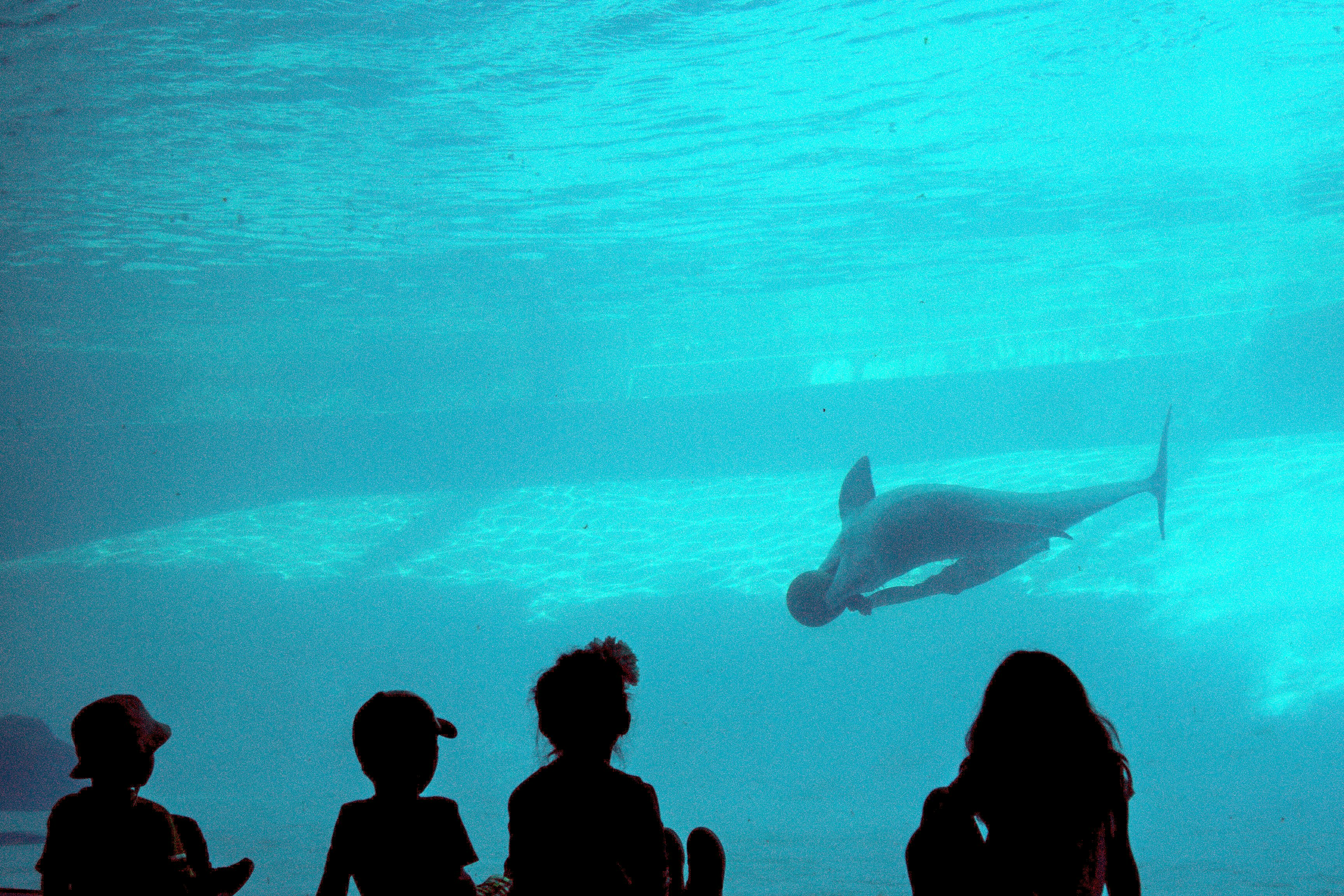 A Silhouette of kids excited to watch the dolphin play under water in the Corpus Christi Aquarium; Shutterstock ID 530810227; your: Bridget Brown; gl: 65050; netsuite: Online Editorial; full: POI Image Update
530810227
christi, corpus, dolphin, excitement, kids, playful, playing, silhouette, texas, under, water