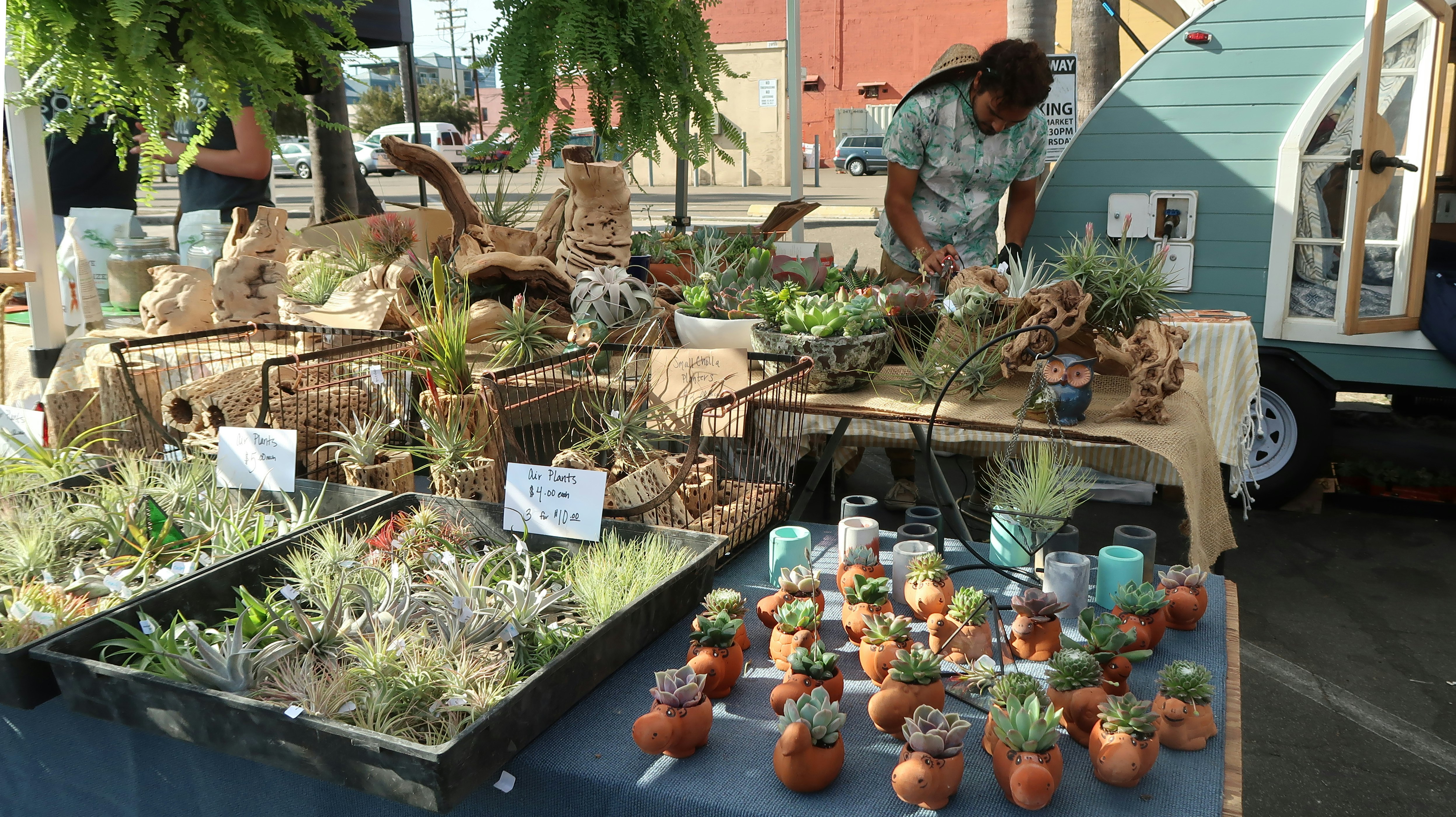 A local succulent and decorative plant vendor adjusts his wares at an outdoor market