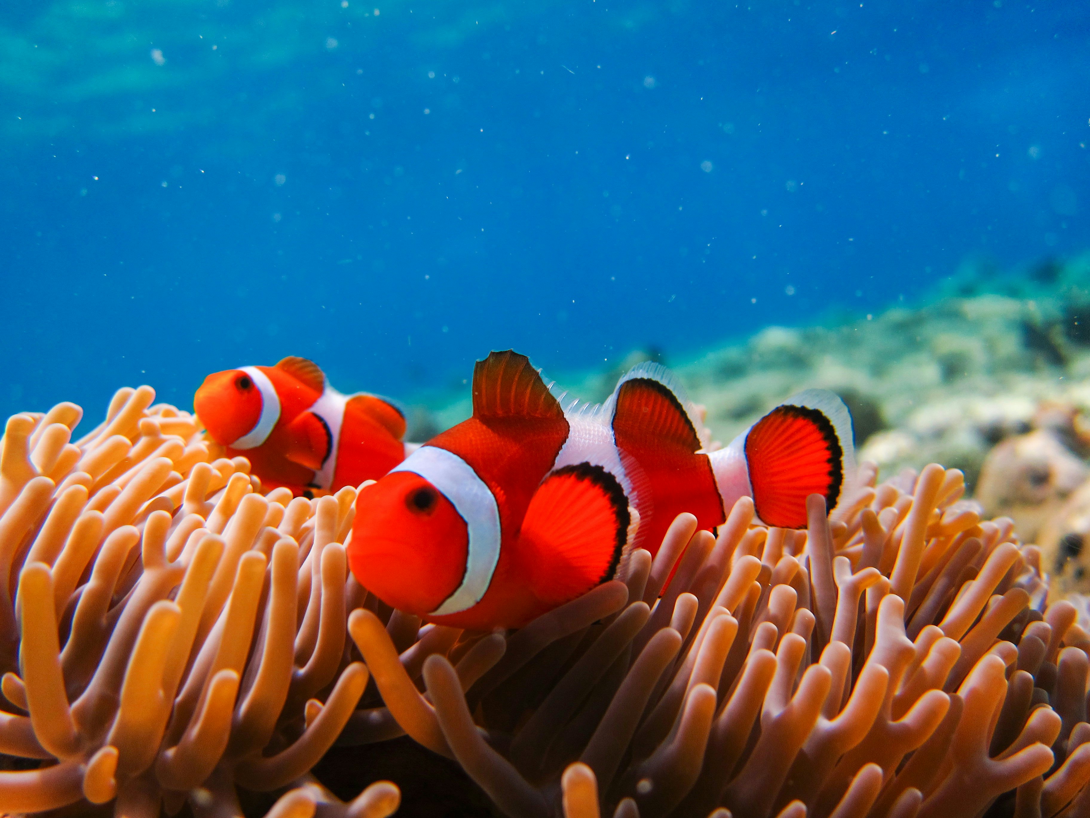 Clown fish on anenomes off Bali, Indonesia.