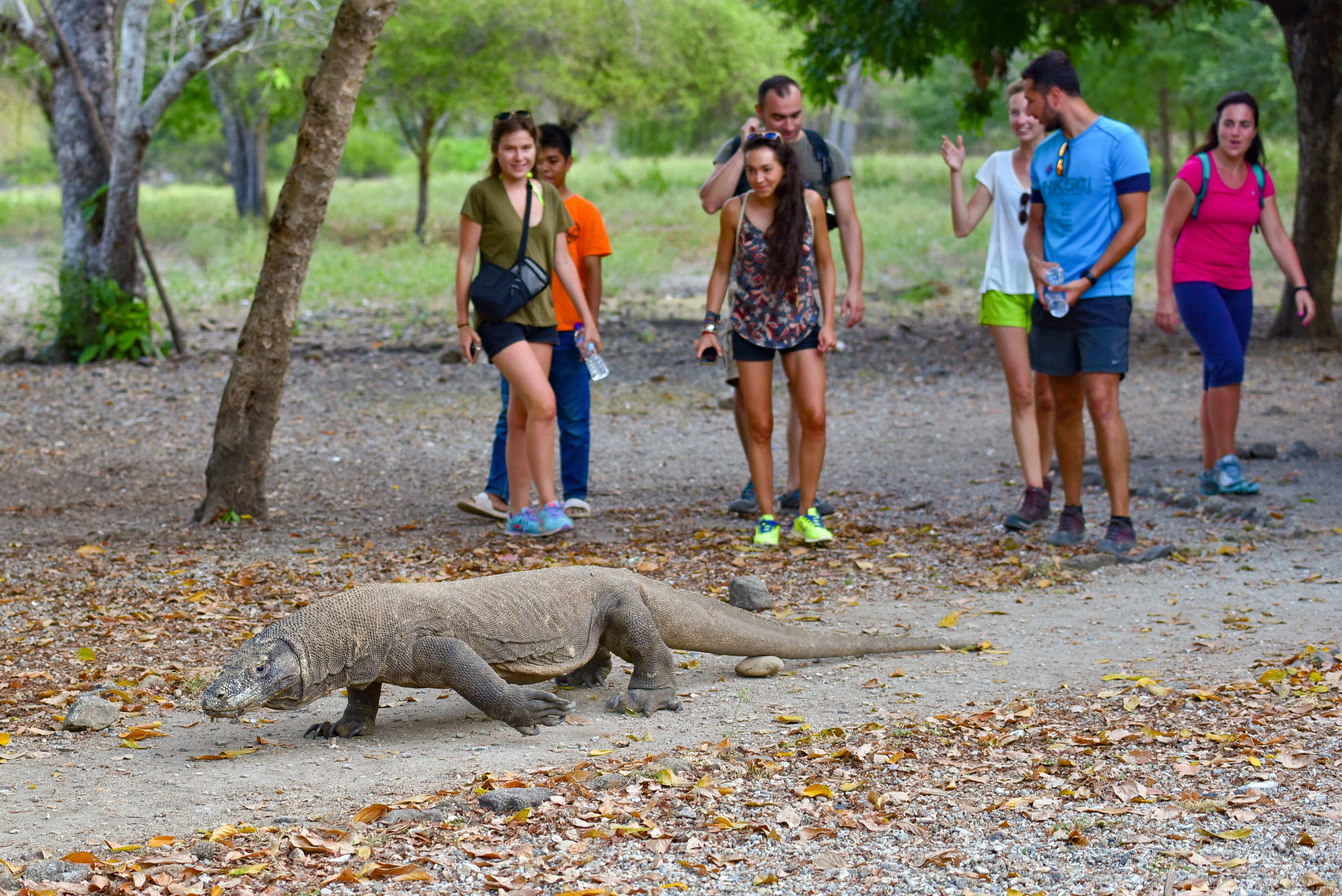 A Komodo dragon – a powerful and large lizard – walks past visitors on an island.
