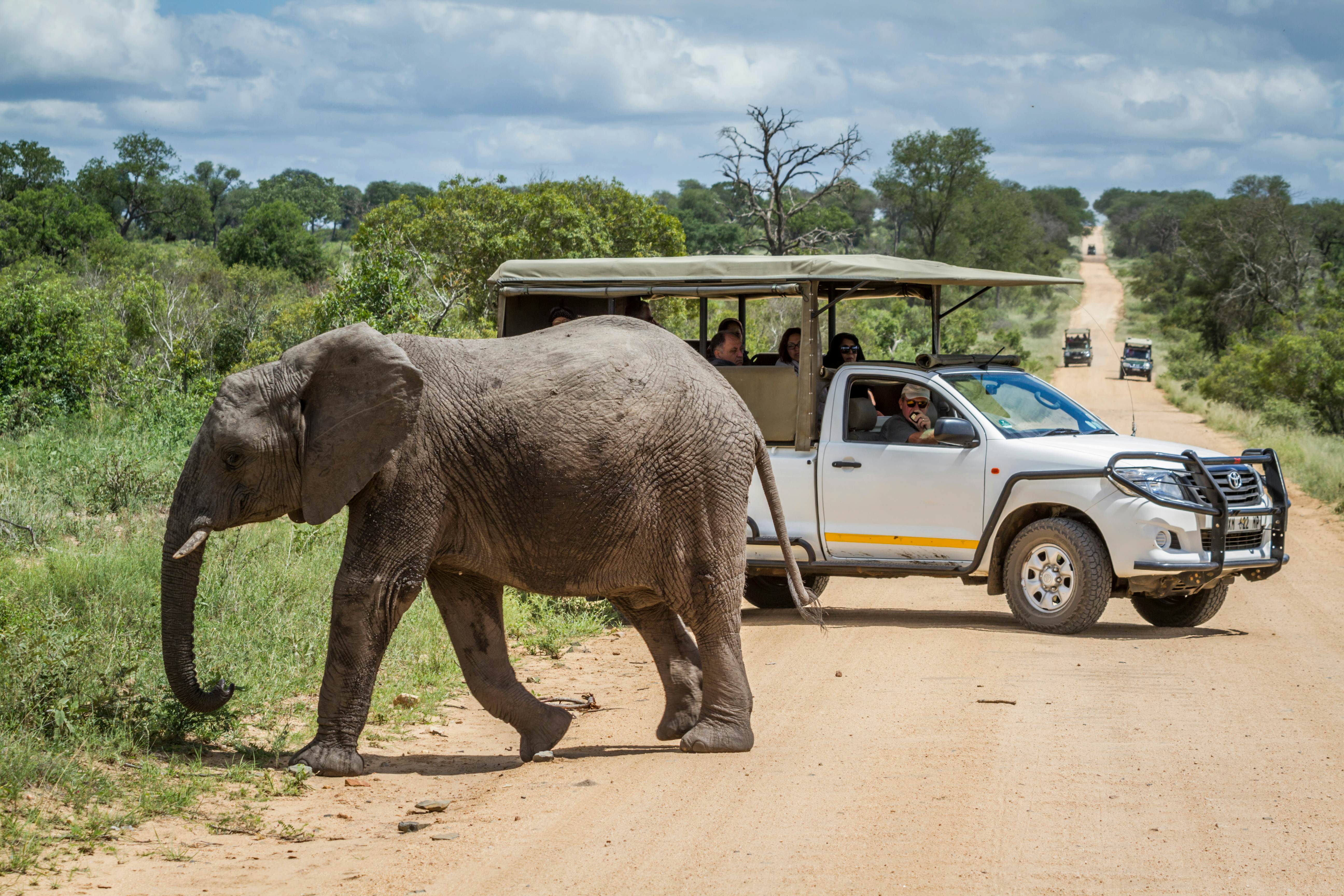 A guide to Kruger National Park, South Africa