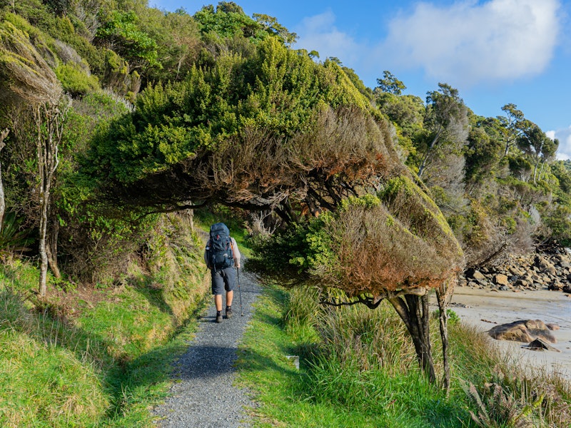A hiker walks through a path that's framed by trees along a sandy beach.