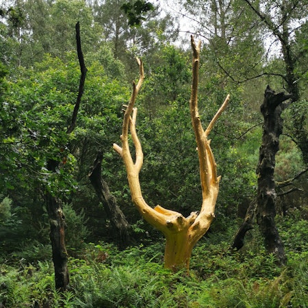 Golden, leafless tree with a U-shape of branches above its trunk surrounded by green trees in a forest.