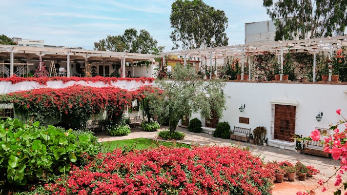 The courtyard of a white building in Lima, Peru, has red flowering bushes.