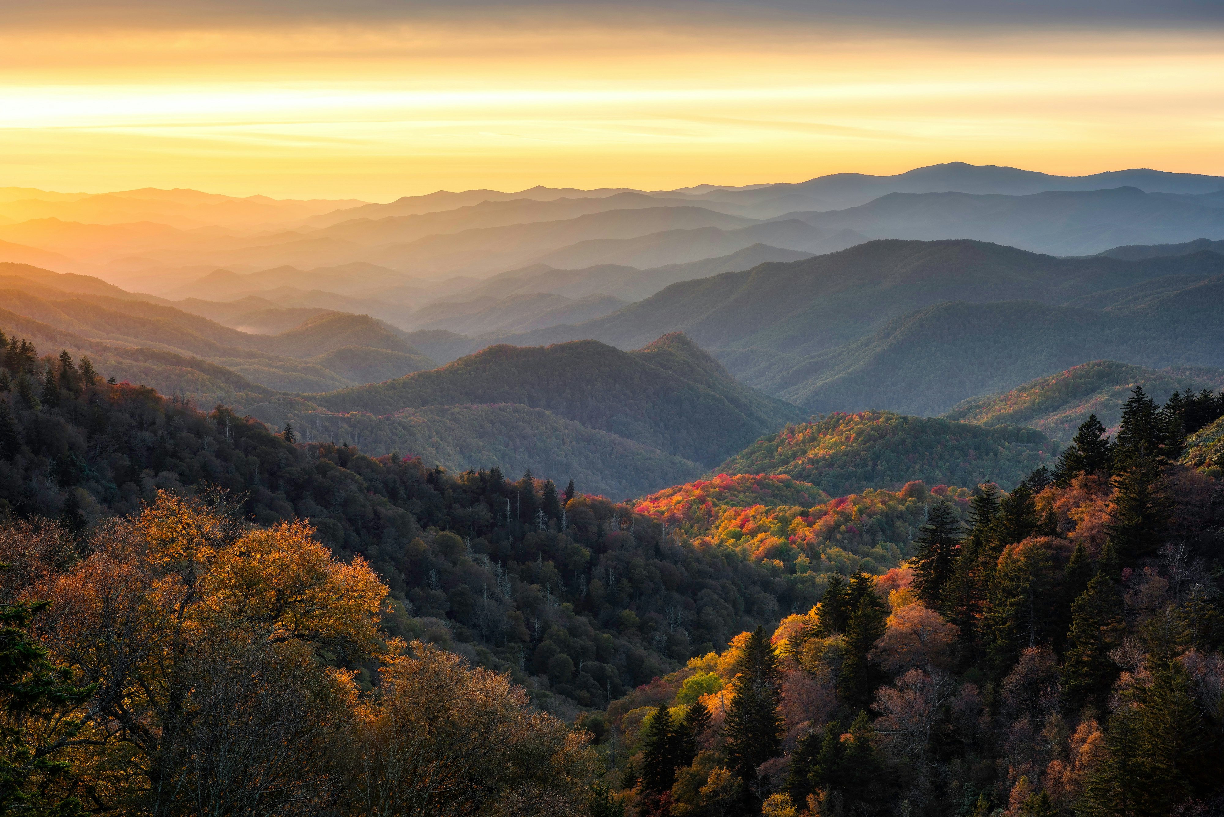 Rolling hills in golden sunlight with trees in golden hues as the leaves change color.