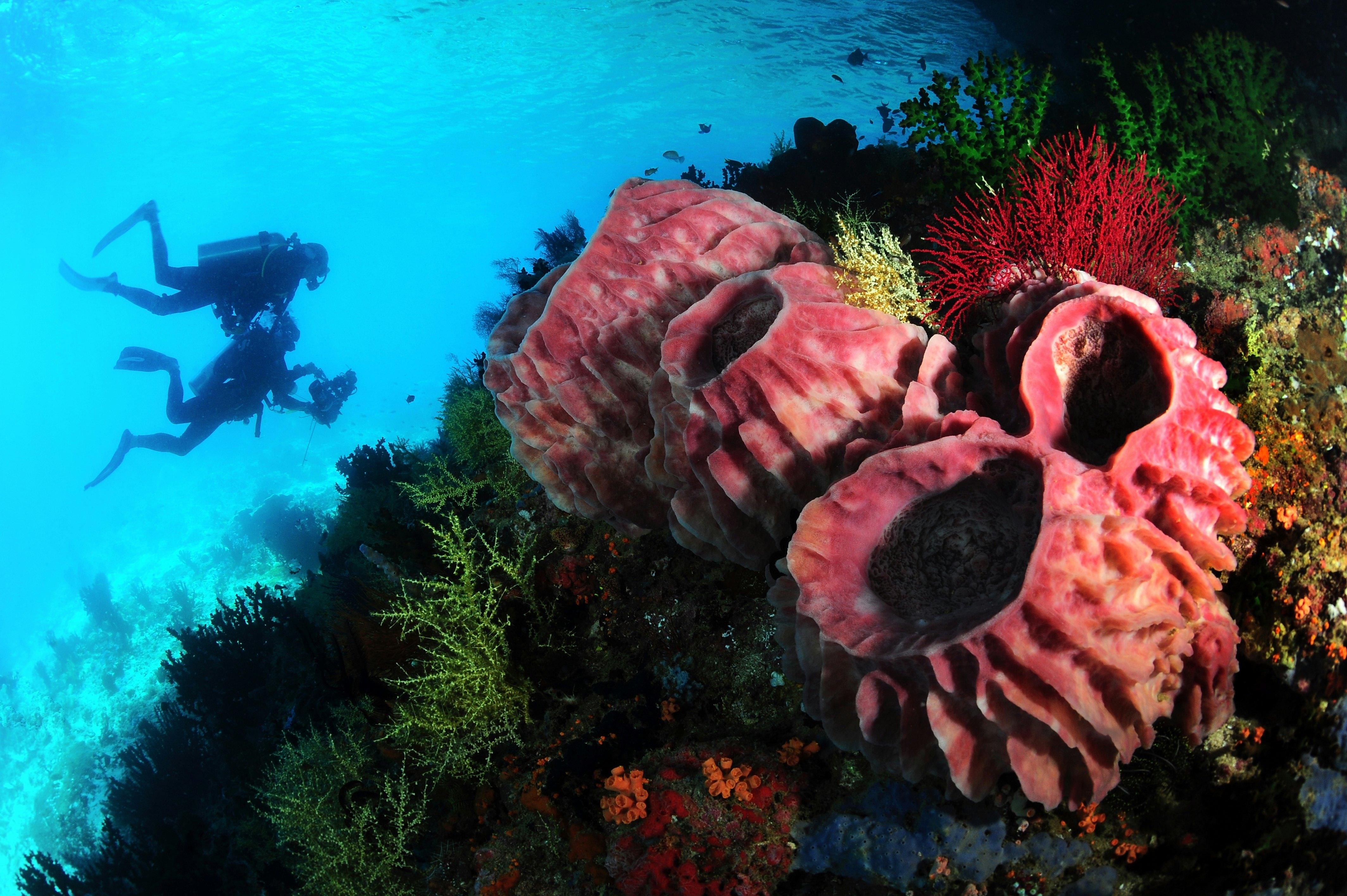 Divers with barrel sponges in the Raja Ampat Islands, Indonesia.