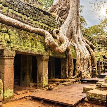 Roots of a giant tree growing over the ancient ruins of Ta Prohm temple in Angkor Wat, Siem Reap, Cambodia, License Type: media, Download Time: 2025-03-31T19:11:55.000Z, User: Ppeterson948, Editorial: false, purchase_order: 65050 - Digital Destinations and Articles, job: Global Publishing WIP, client: Global Publishing WIP, other: Pia Peterson Haggarty // SS Comp Ingestion