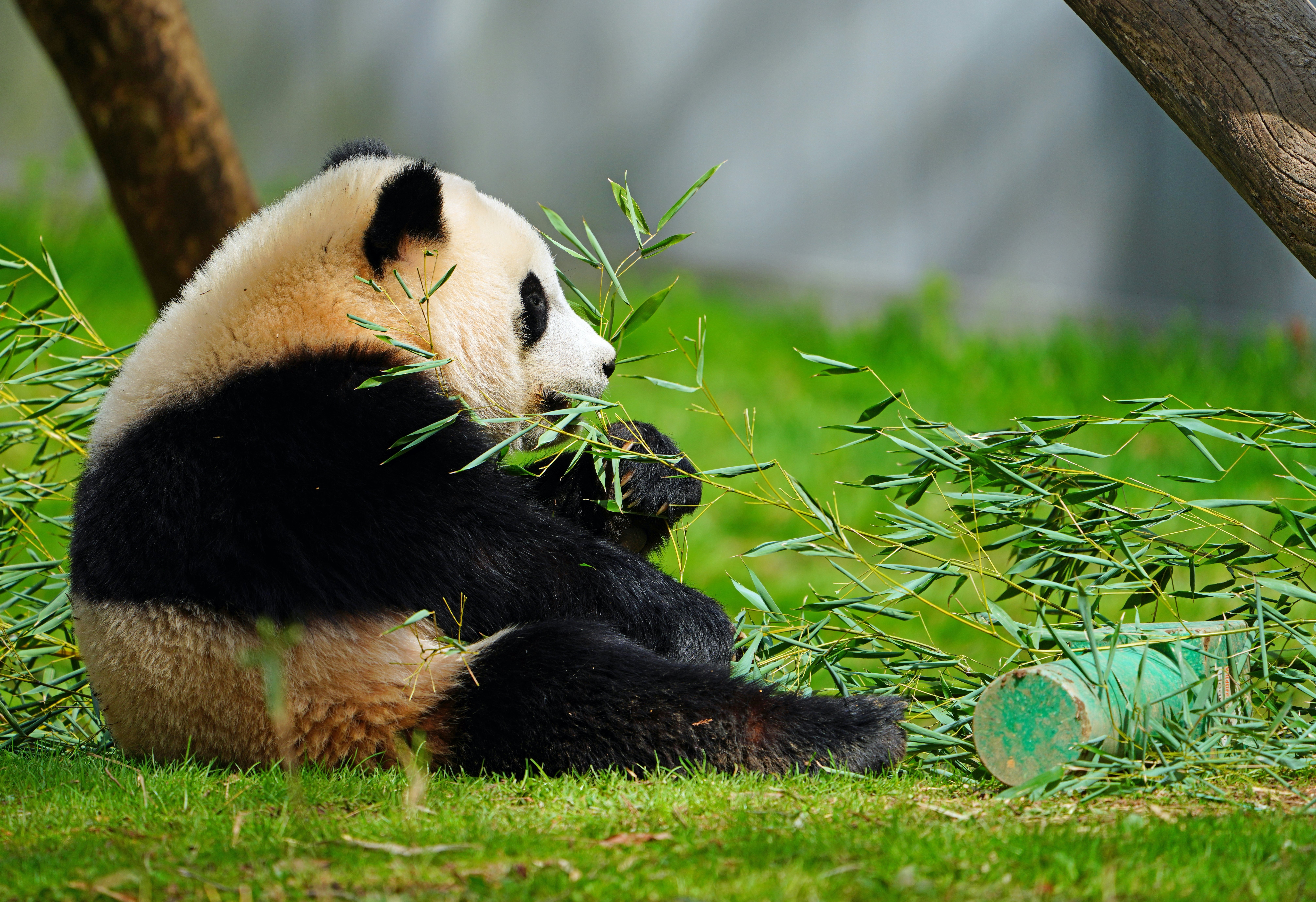 A black and white giant panda at the Smithsonian National Zoo in Washington, DC