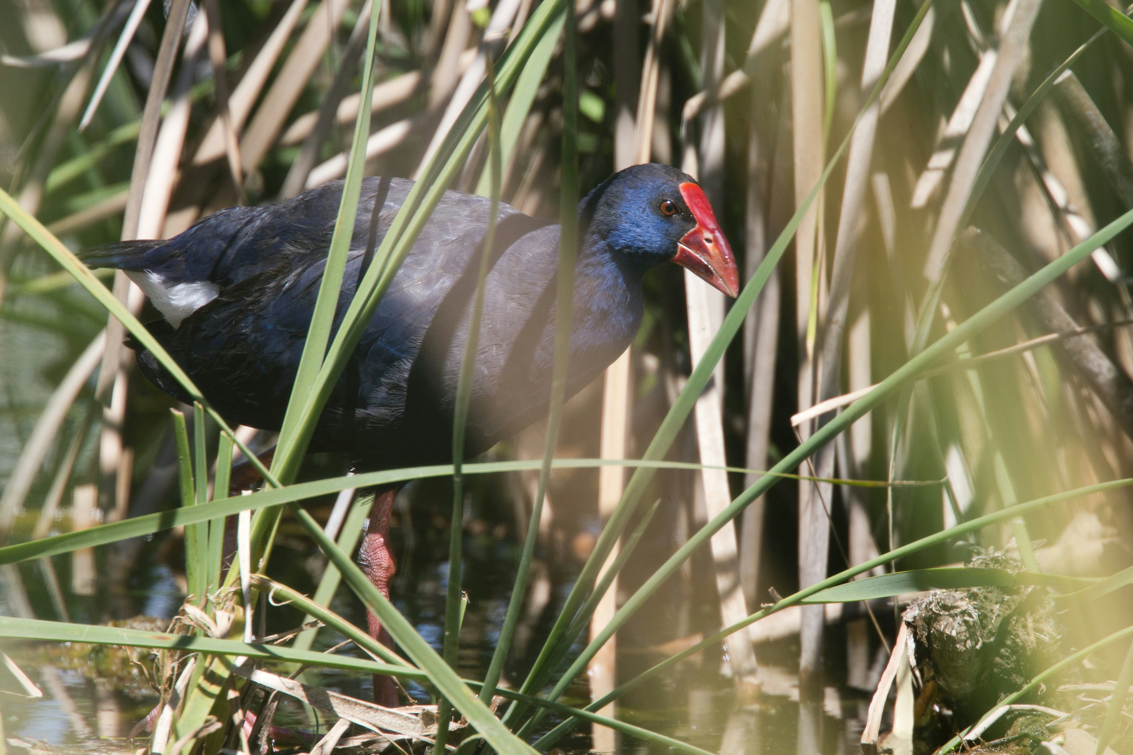 The purple swamphen at the Ria Formosa Nature Park