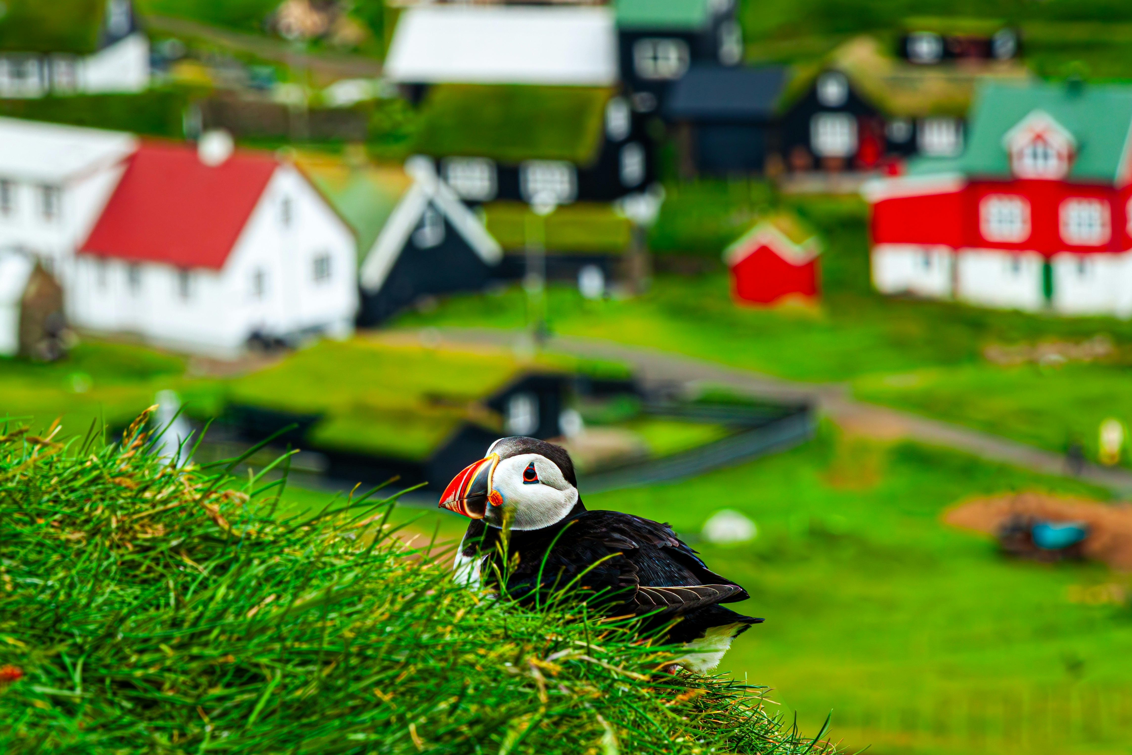 A black and white bird with a colorful beak tucked into some grass on a hill above a town with red, white and black wooden houses.