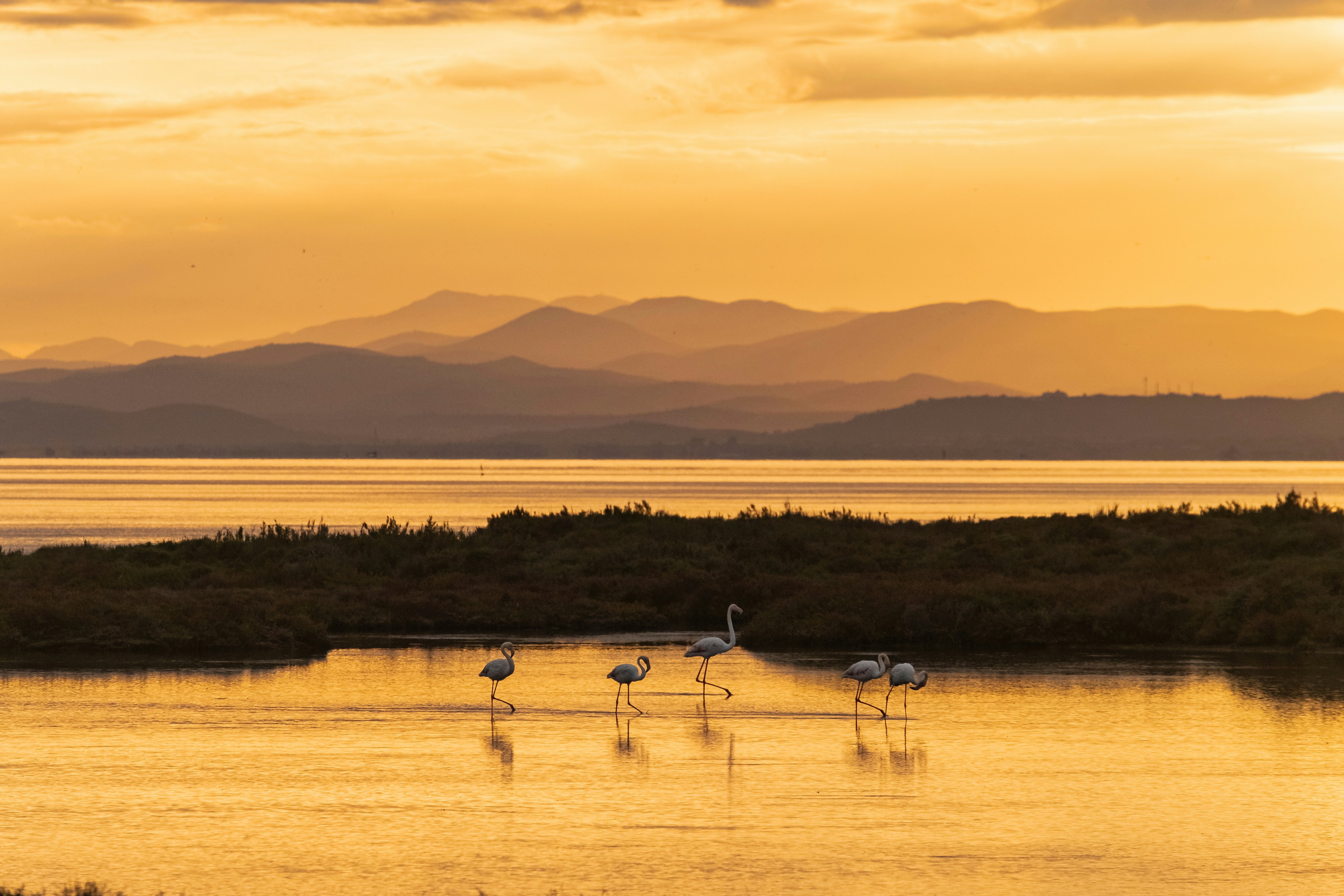 Flamingos in a lagoon at sunset with mountains in the distance.