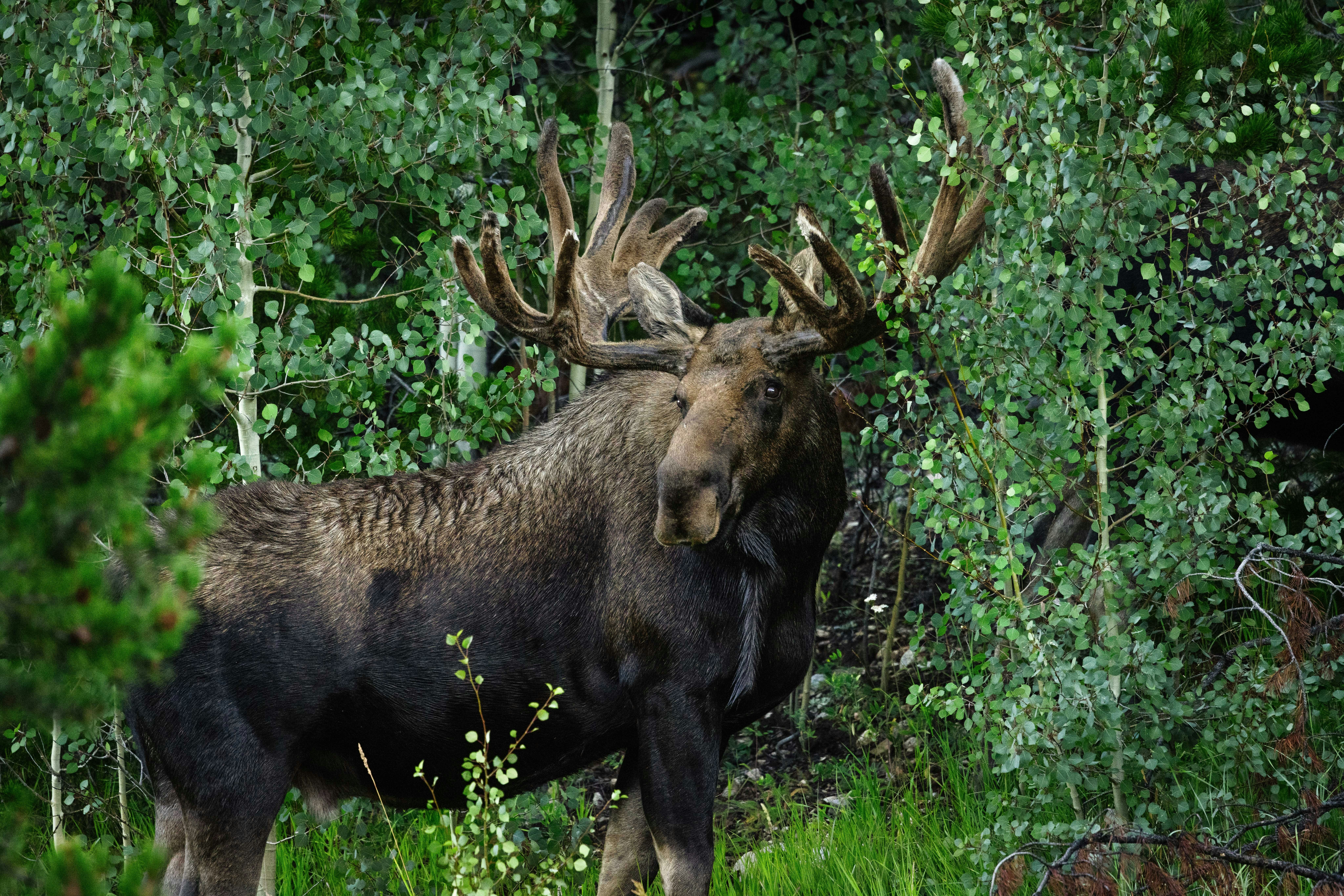 Large bull moose in a green aspen forest in the early morning soft autumn light