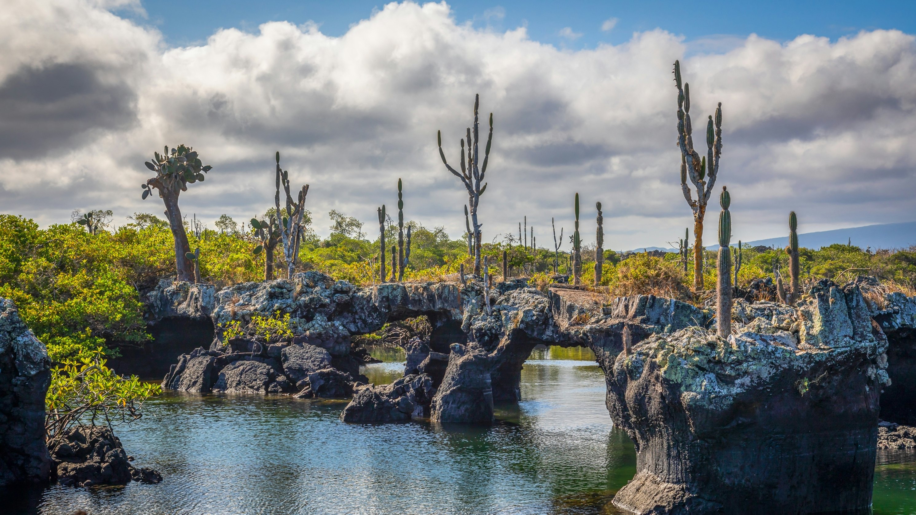 Cacti growing on rock formations in the Galápagos Islands, Ecuador.